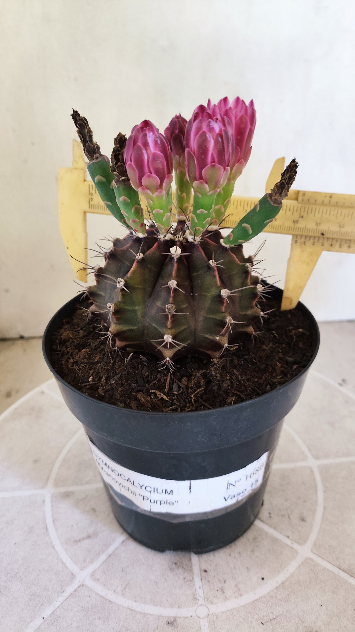 MATRIZ Gymnocalycium Mihanovichii “Purple” Nº 1680 – vaso 15