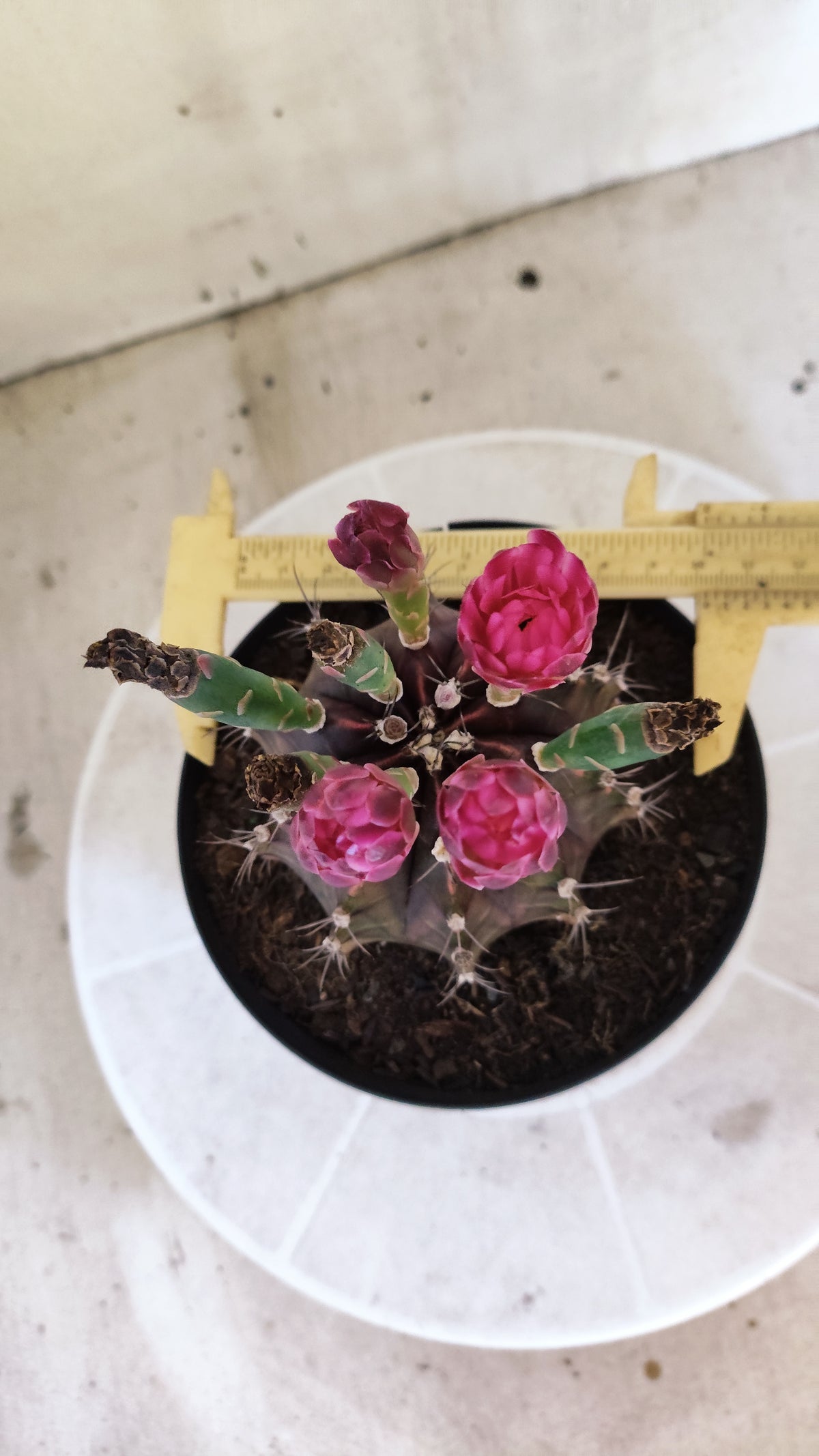 MATRIZ Gymnocalycium Mihanovichii “Purple” Nº 1680 – vaso 15