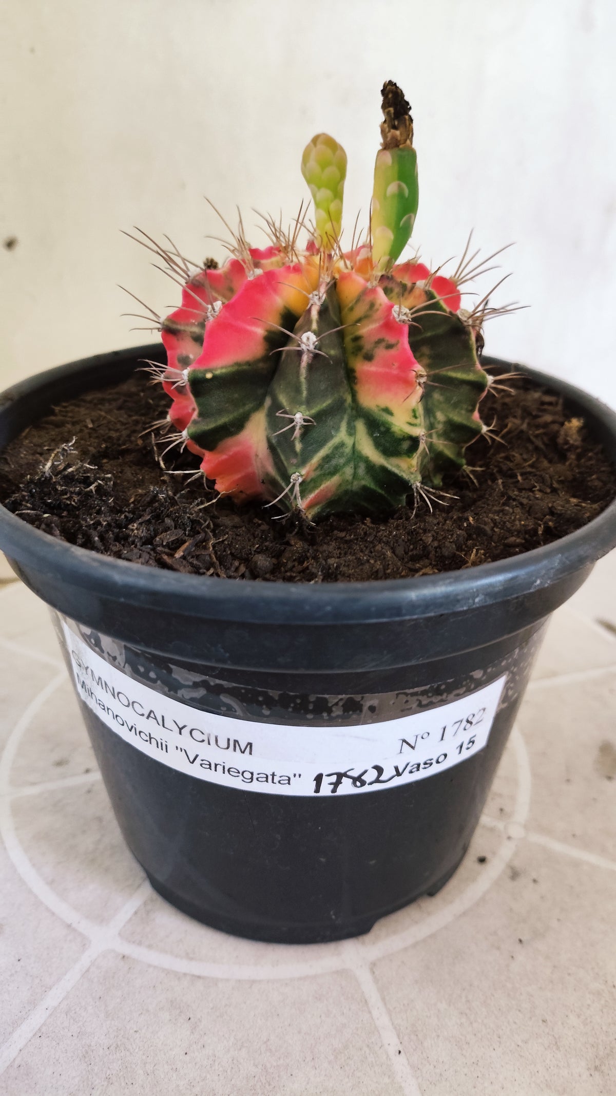 GYMNOCALYCIUM Mihanovichii Variegata Nº 1782 – vaso 15