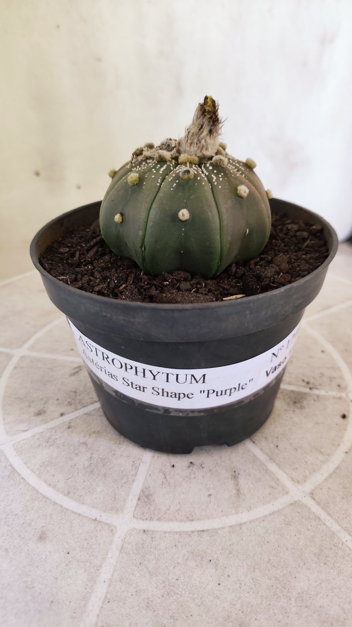 ASTROPHYTUM ASTERIAS "STAR SHAPE - Purple  Nº 1748 – vaso 11