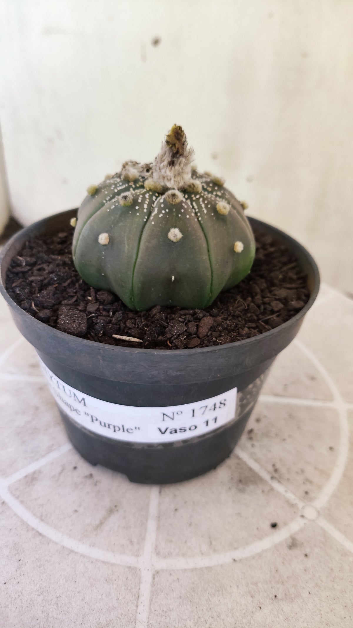 ASTROPHYTUM ASTERIAS "STAR SHAPE - Purple  Nº 1748 – vaso 11