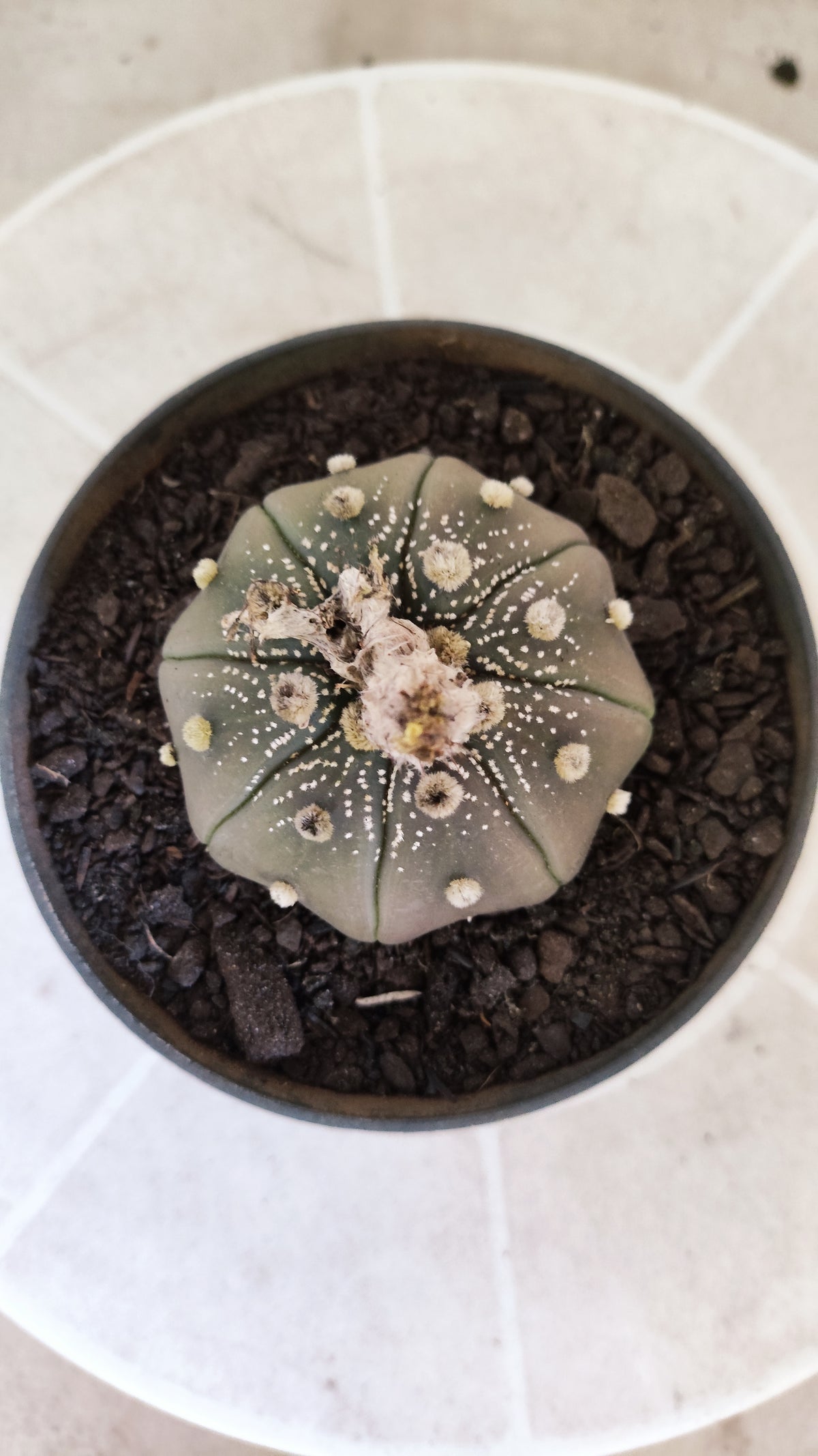 ASTROPHYTUM ASTERIAS "STAR SHAPE - Purple  Nº 1748 – vaso 11