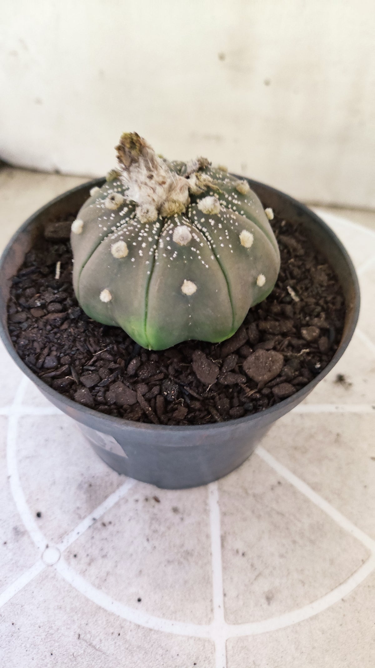 ASTROPHYTUM ASTERIAS "STAR SHAPE - Purple  Nº 1748 – vaso 11