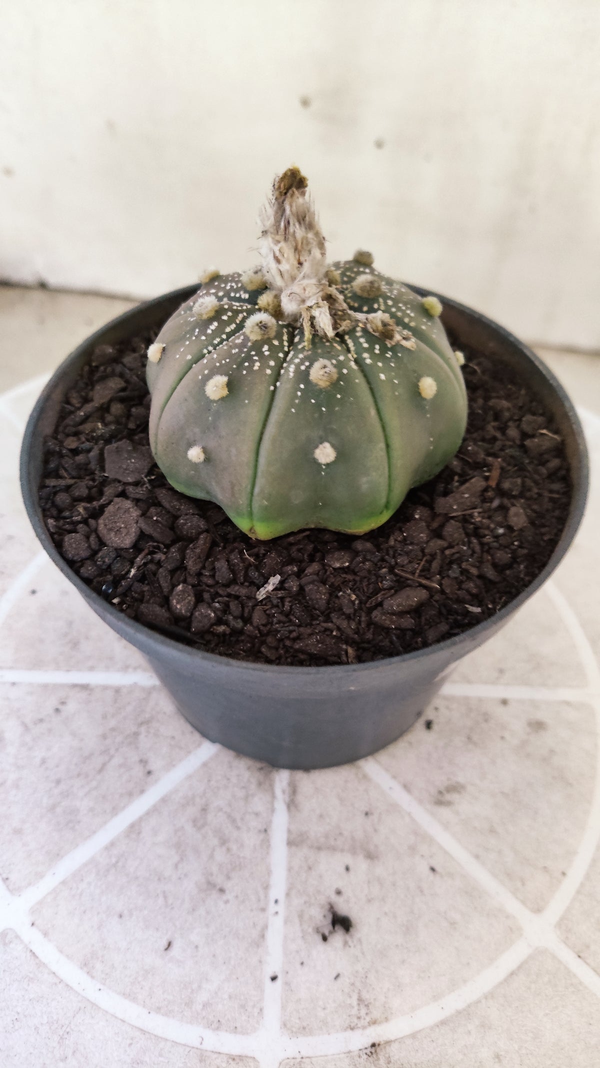 ASTROPHYTUM ASTERIAS "STAR SHAPE - Purple  Nº 1748 – vaso 11