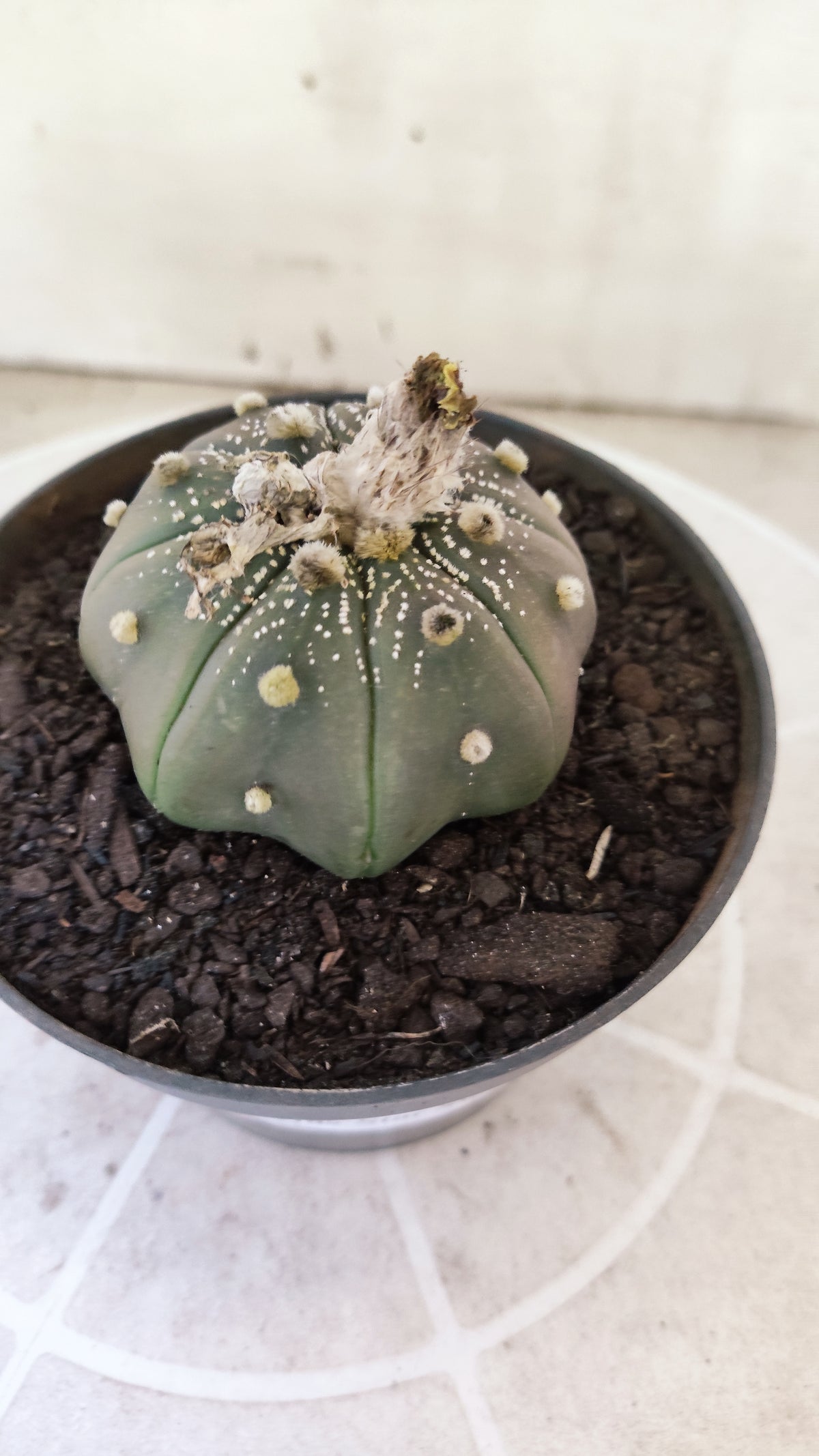 ASTROPHYTUM ASTERIAS "STAR SHAPE - Purple  Nº 1748 – vaso 11