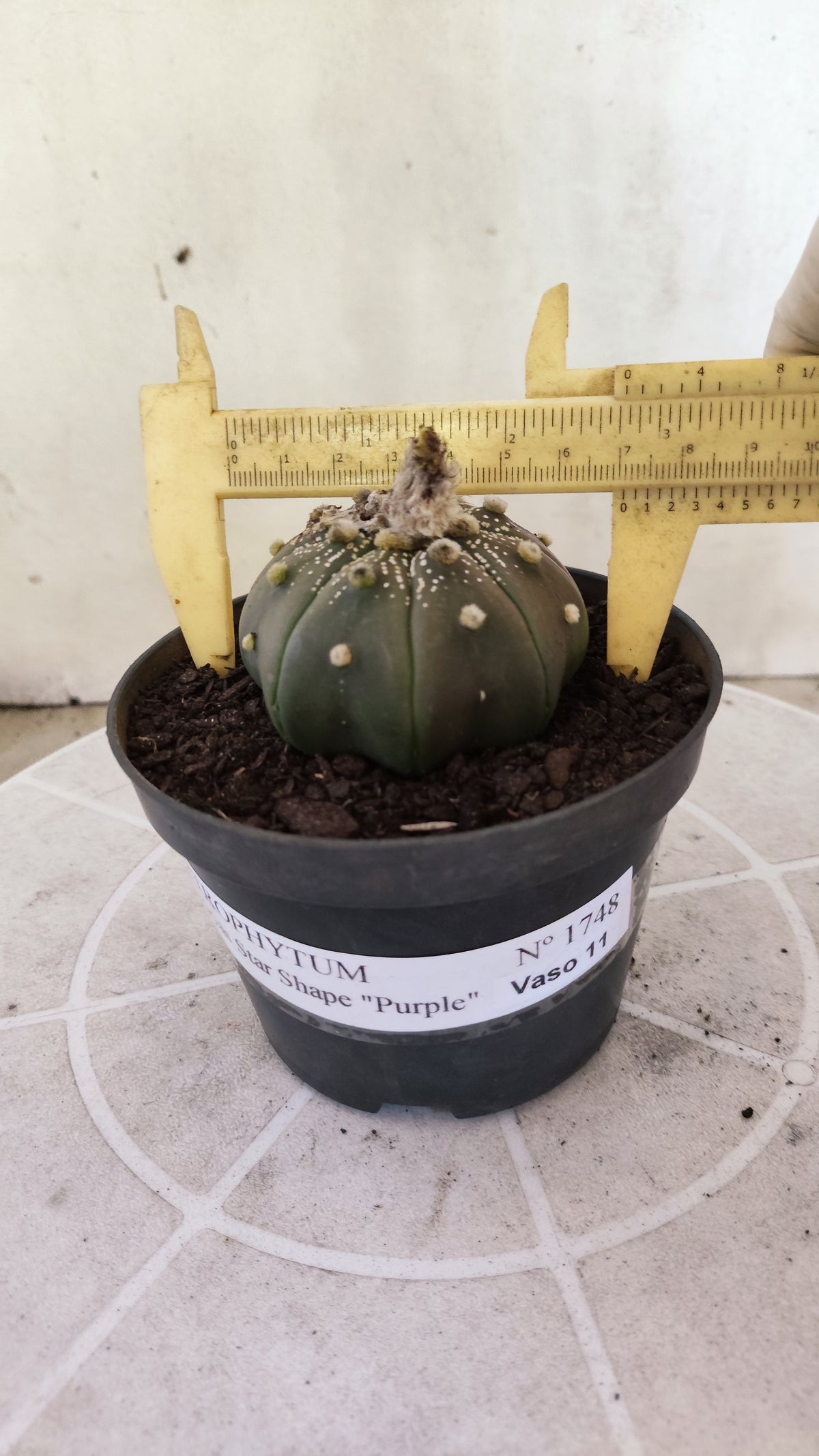 ASTROPHYTUM ASTERIAS "STAR SHAPE - Purple  Nº 1748 – vaso 11