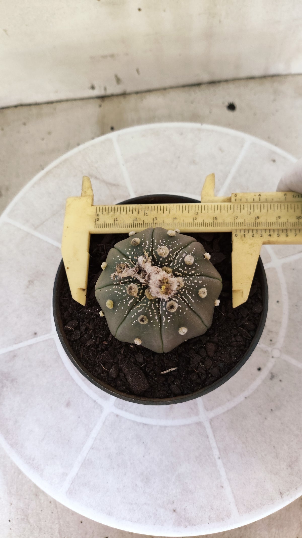 ASTROPHYTUM ASTERIAS "STAR SHAPE - Purple  Nº 1748 – vaso 11