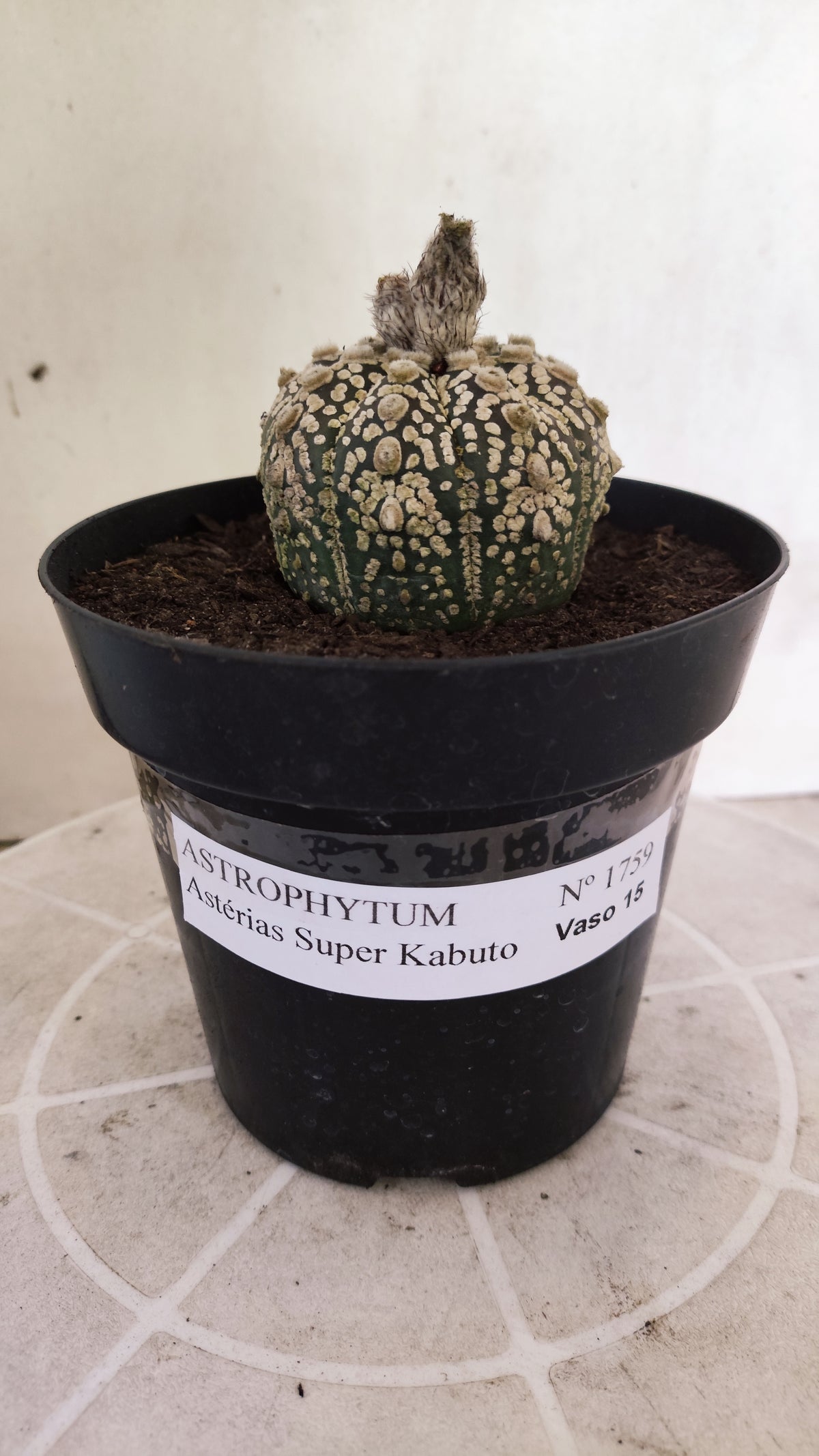 ASTROPHYTUM ASTERIAS  "SUPER KABUTO"  Nº 1759 – vaso 15