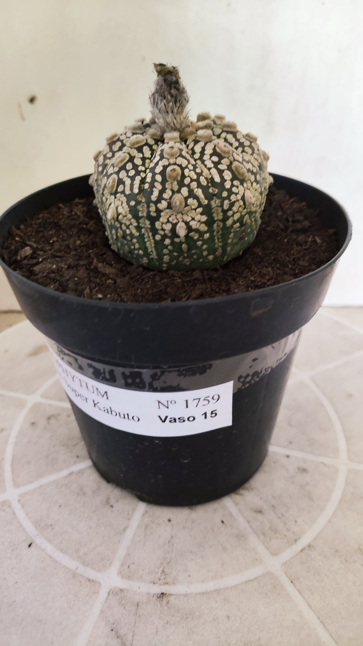 ASTROPHYTUM ASTERIAS  "SUPER KABUTO"  Nº 1759 – vaso 15
