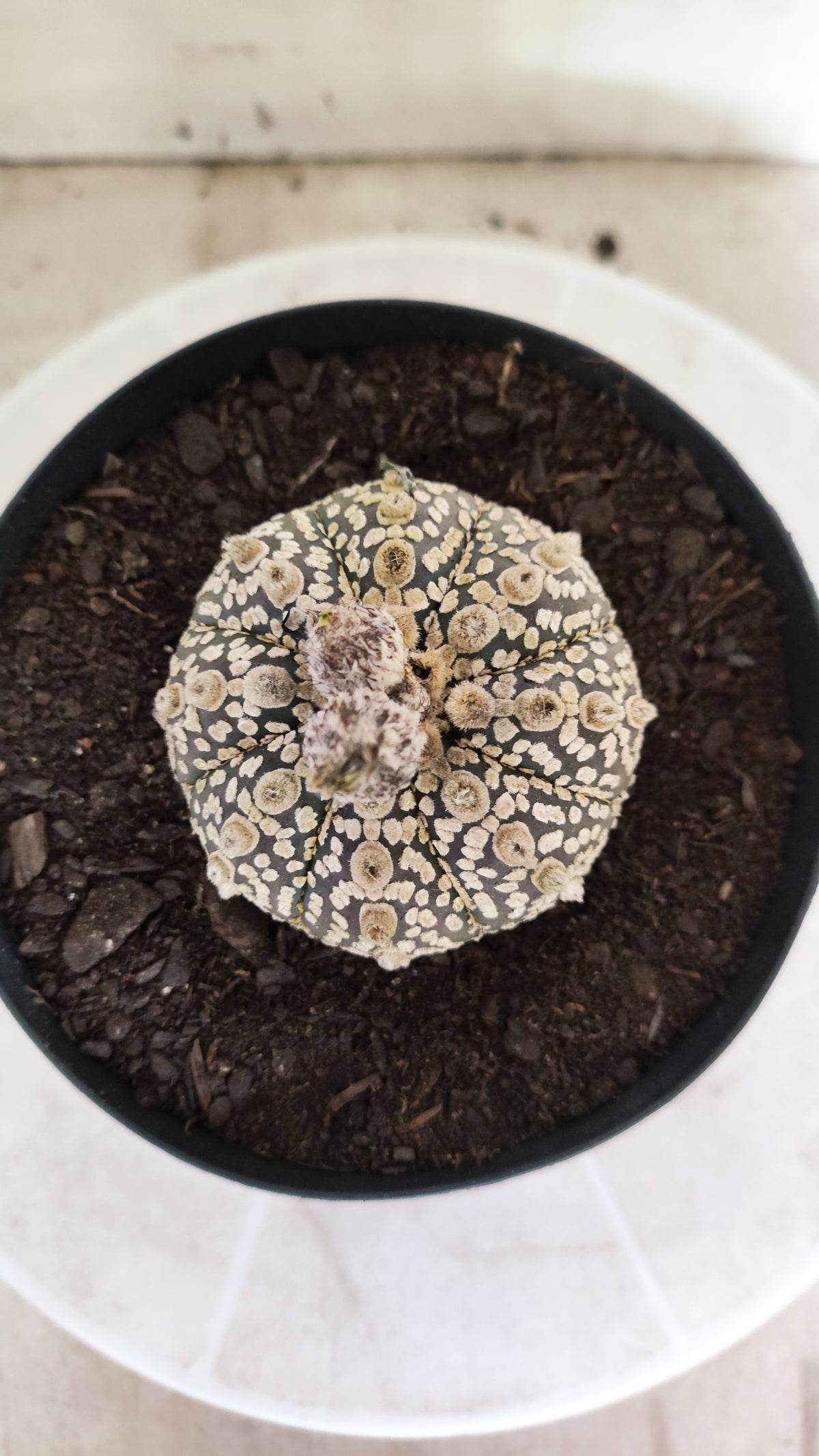 ASTROPHYTUM ASTERIAS  "SUPER KABUTO"  Nº 1759 – vaso 15