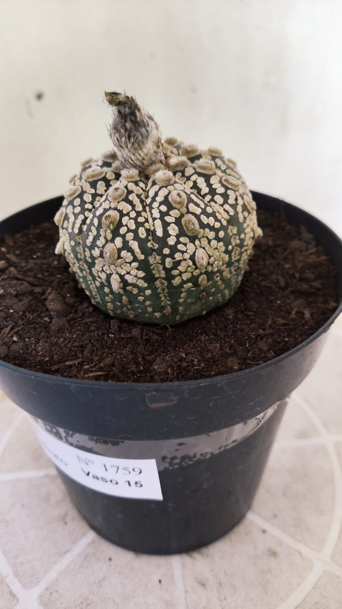 ASTROPHYTUM ASTERIAS  "SUPER KABUTO"  Nº 1759 – vaso 15