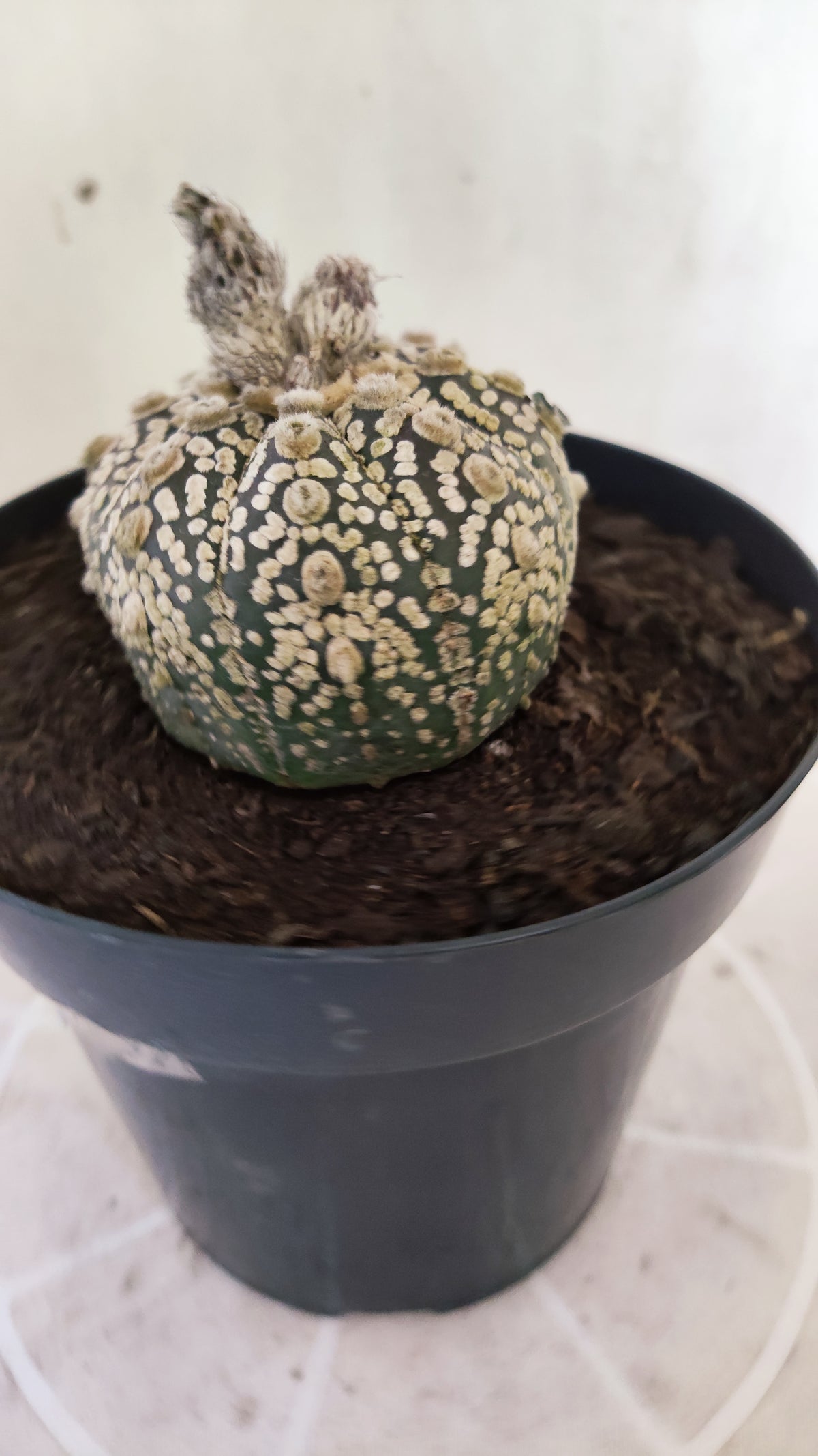 ASTROPHYTUM ASTERIAS  "SUPER KABUTO"  Nº 1759 – vaso 15