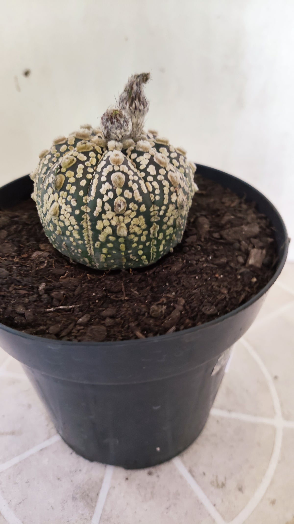 ASTROPHYTUM ASTERIAS  "SUPER KABUTO"  Nº 1759 – vaso 15