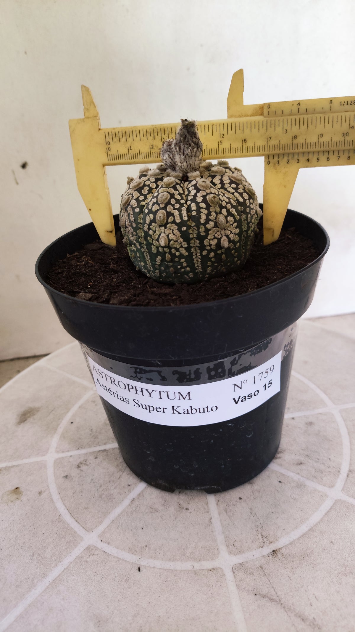 ASTROPHYTUM ASTERIAS  "SUPER KABUTO"  Nº 1759 – vaso 15