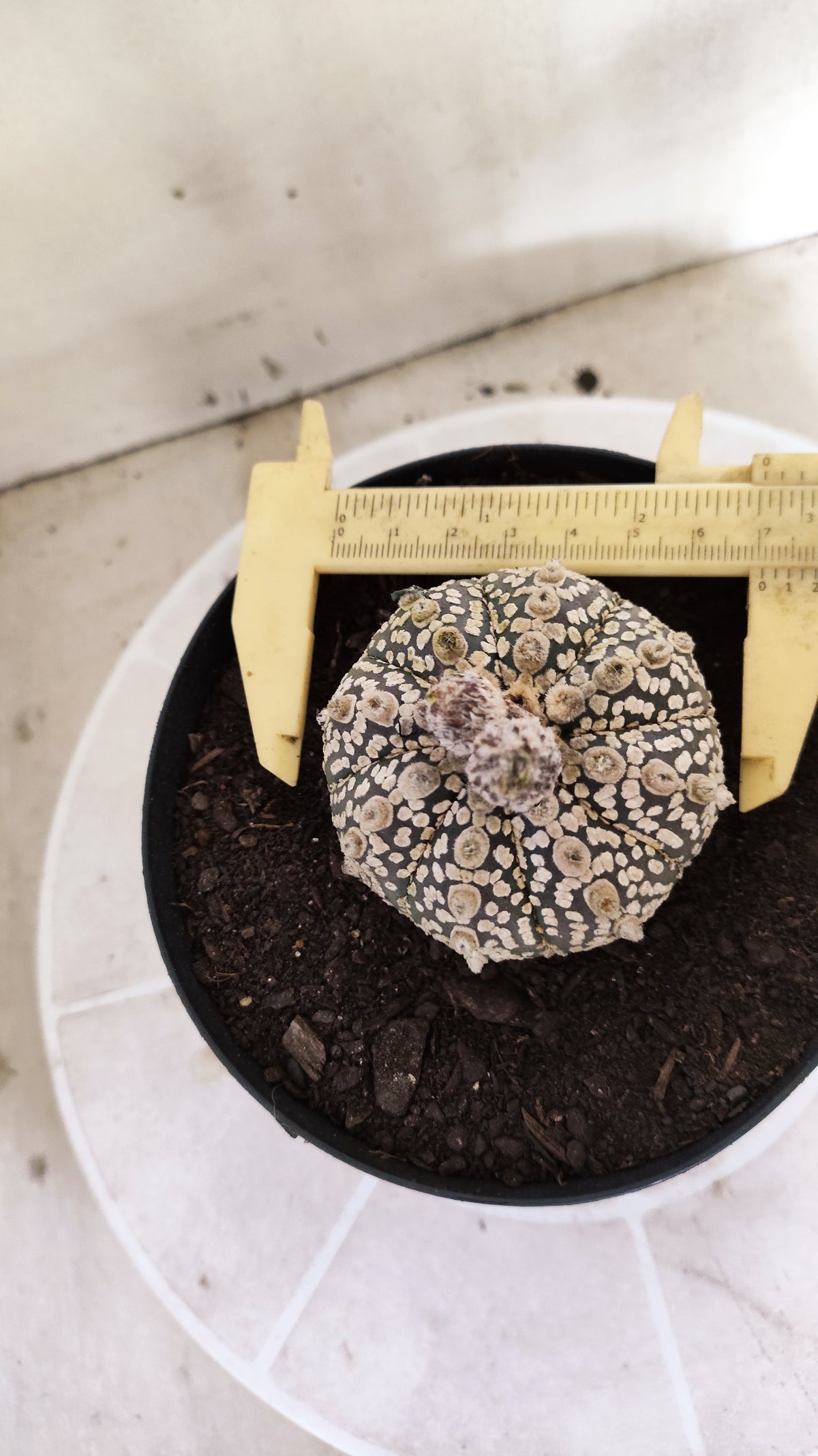 ASTROPHYTUM ASTERIAS  "SUPER KABUTO"  Nº 1759 – vaso 15