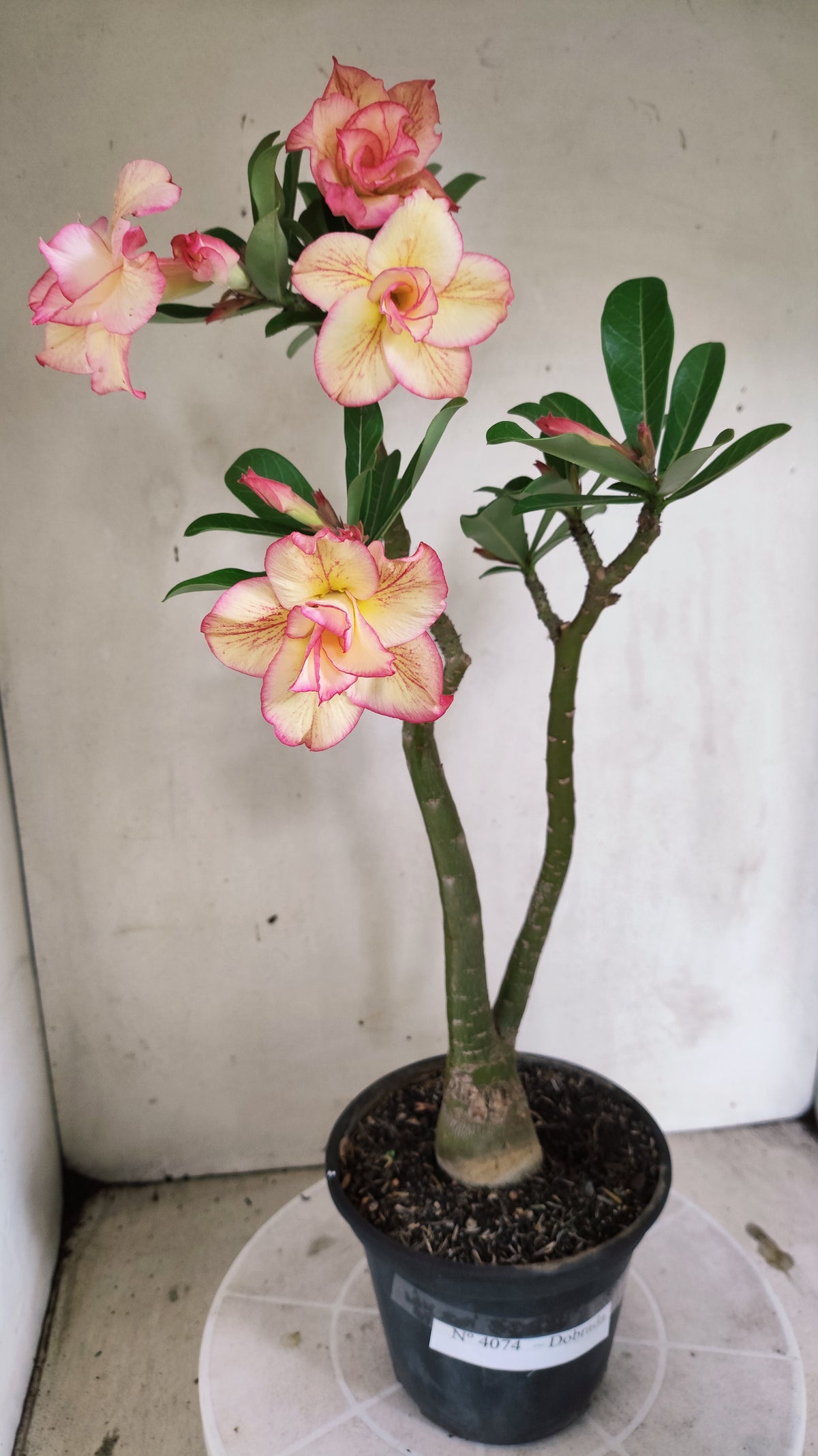 Planta Dobrada 4074 –  40cm – 03 anos - Vaso 15