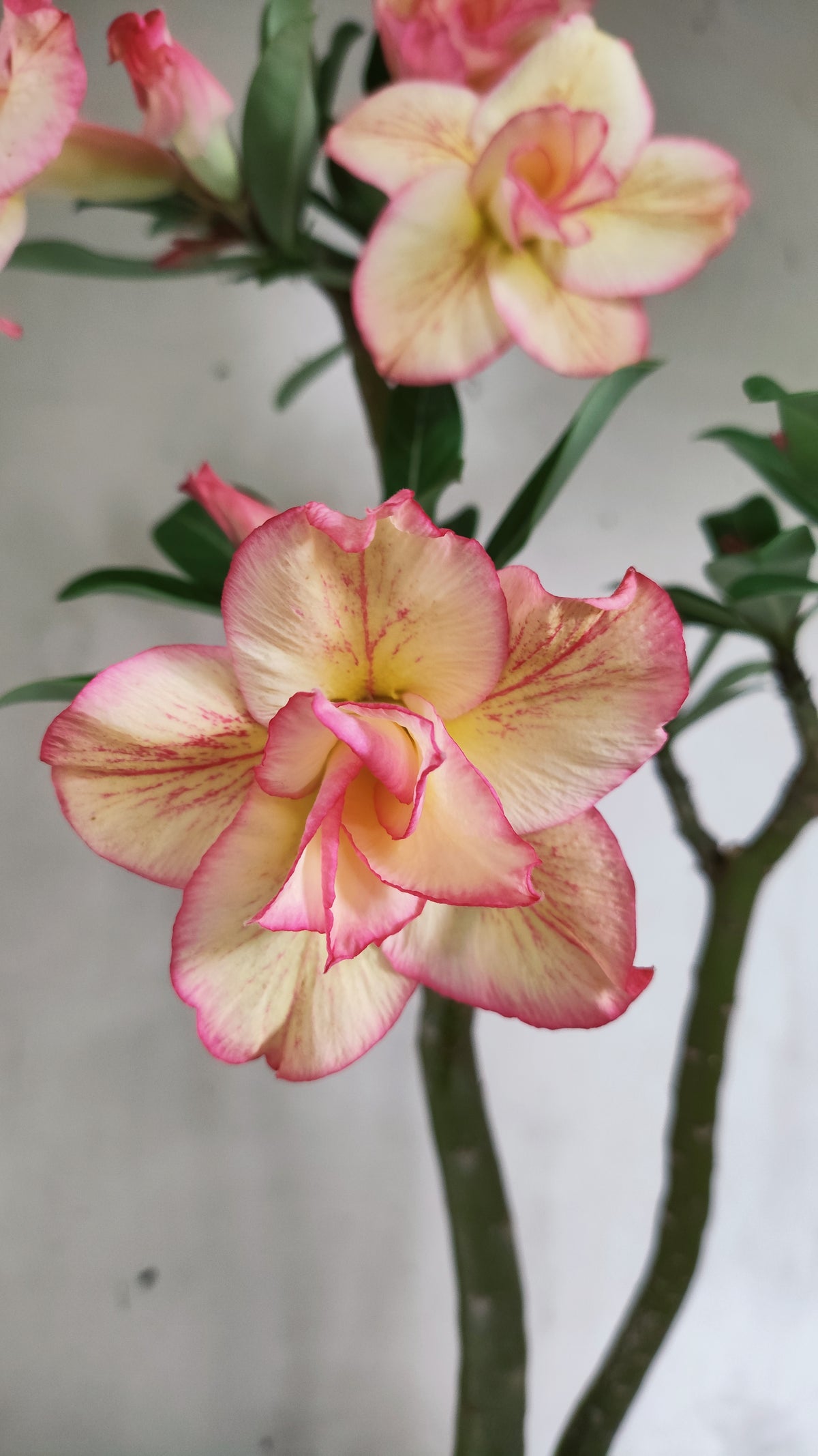Planta Dobrada 4074 –  40cm – 03 anos - Vaso 15