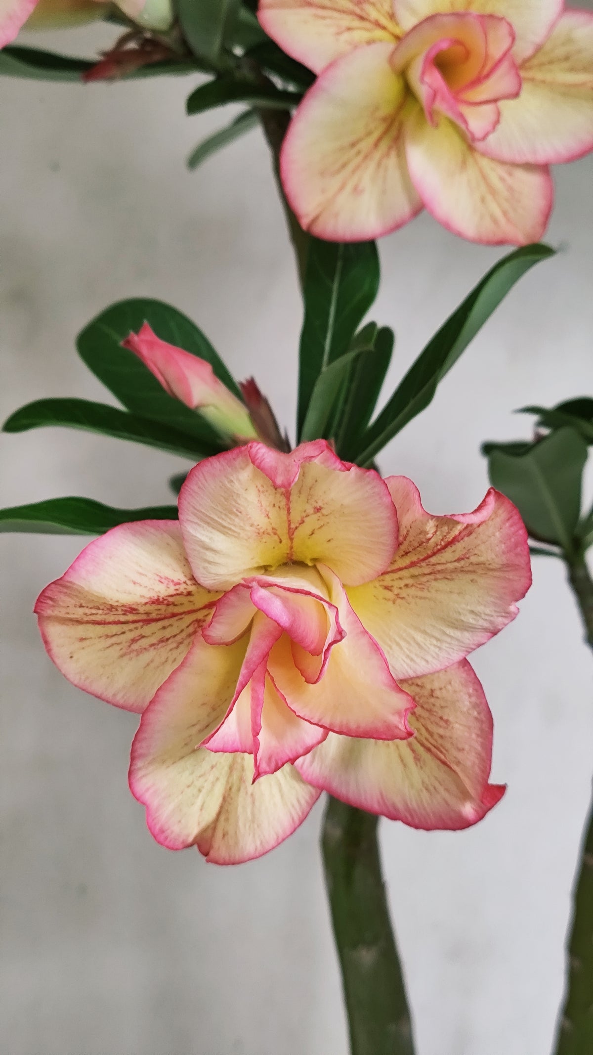 Planta Dobrada 4074 –  40cm – 03 anos - Vaso 15