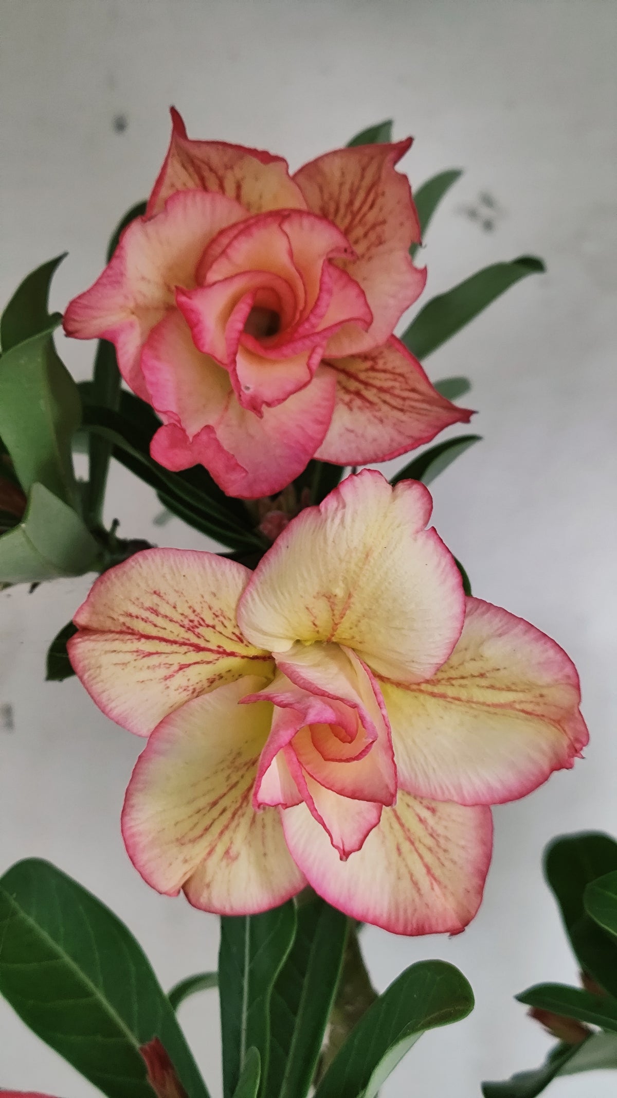 Planta Dobrada 4074 –  40cm – 03 anos - Vaso 15