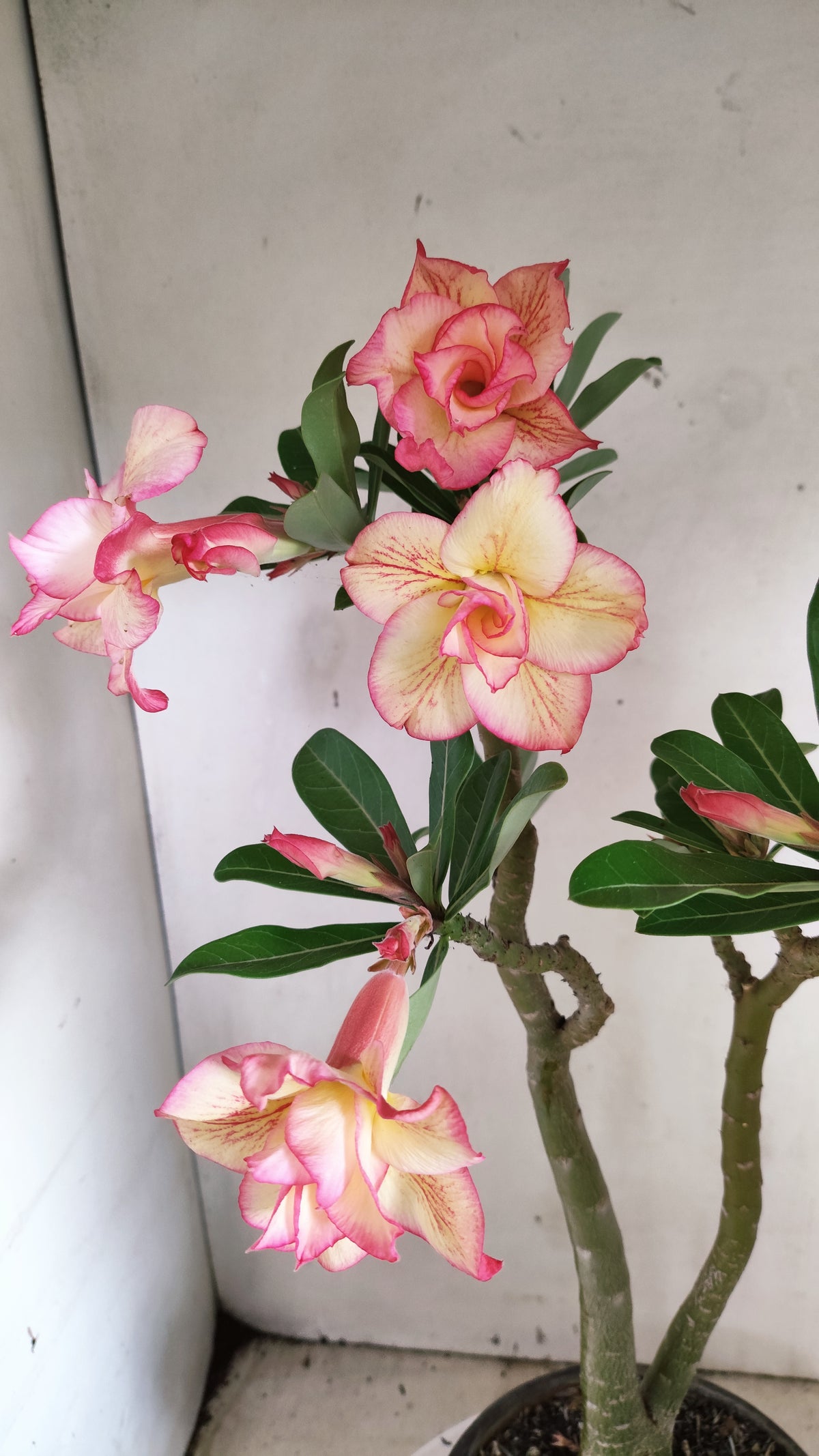 Planta Dobrada 4074 –  40cm – 03 anos - Vaso 15