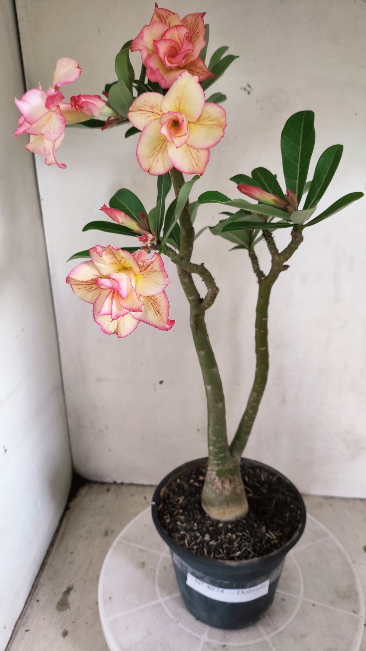 Planta Dobrada 4074 –  40cm – 03 anos - Vaso 15