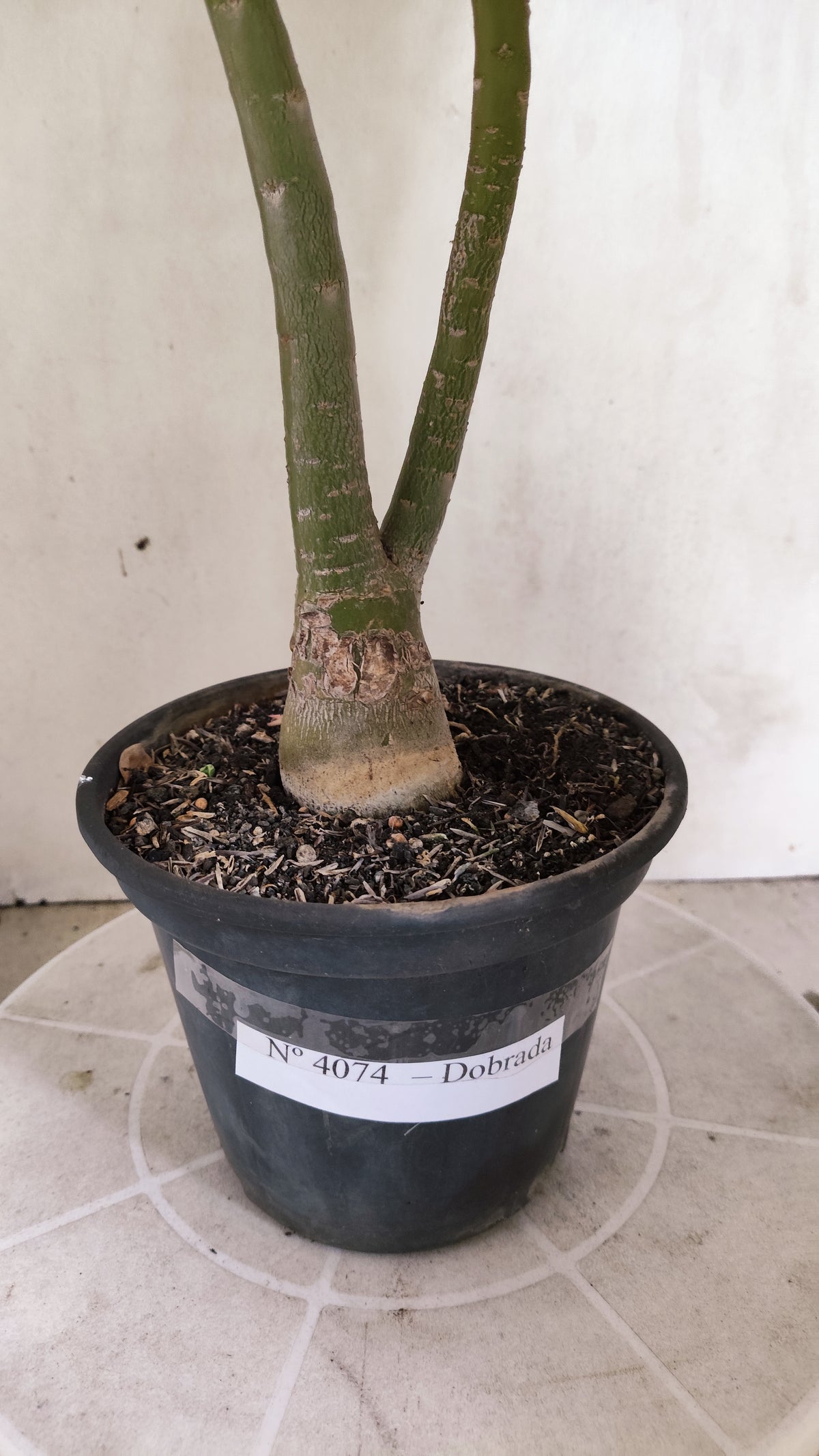 Planta Dobrada 4074 –  40cm – 03 anos - Vaso 15