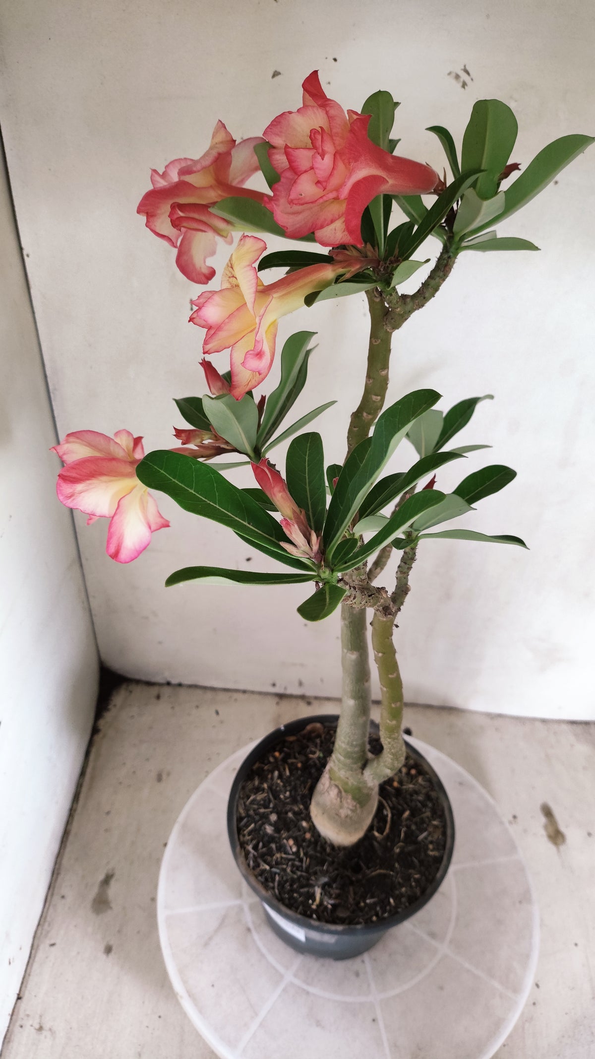 Planta Dobrada 4074 –  40cm – 03 anos - Vaso 15