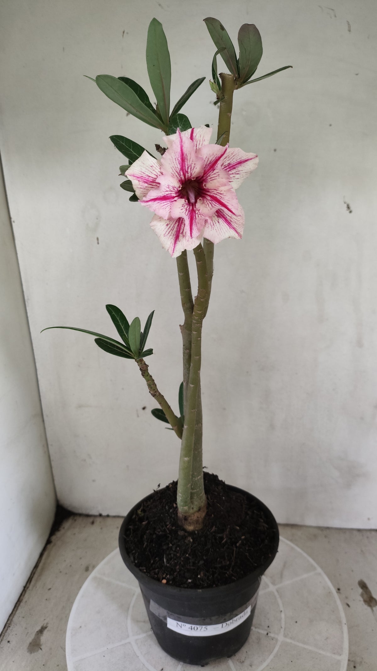 Planta Dobrada 4075 –  30cm – 02 anos - Vaso 15