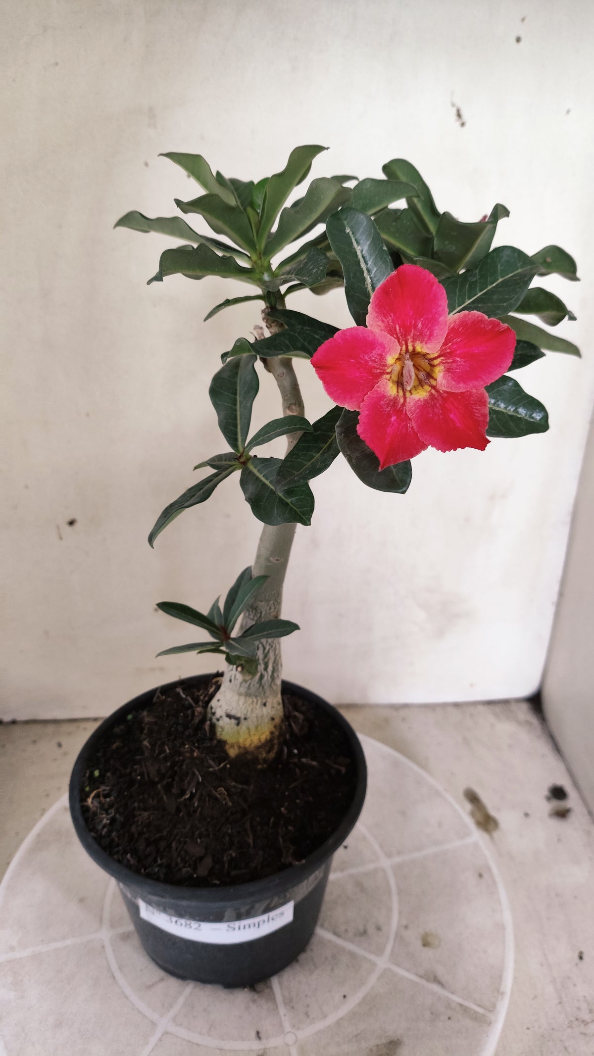 Planta Simples 3682 – 30cm – 01 ano - vaso 15