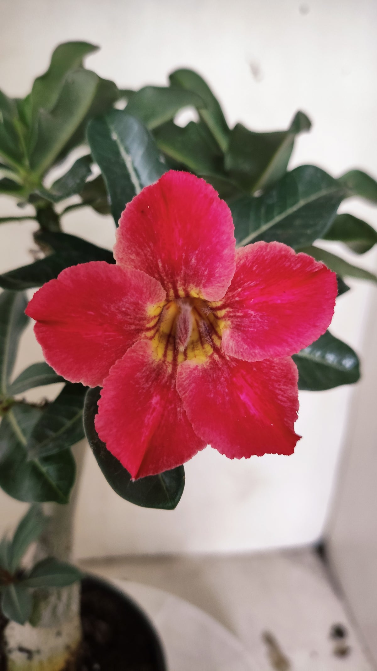 Planta Simples 3682 – 30cm – 01 ano - vaso 15