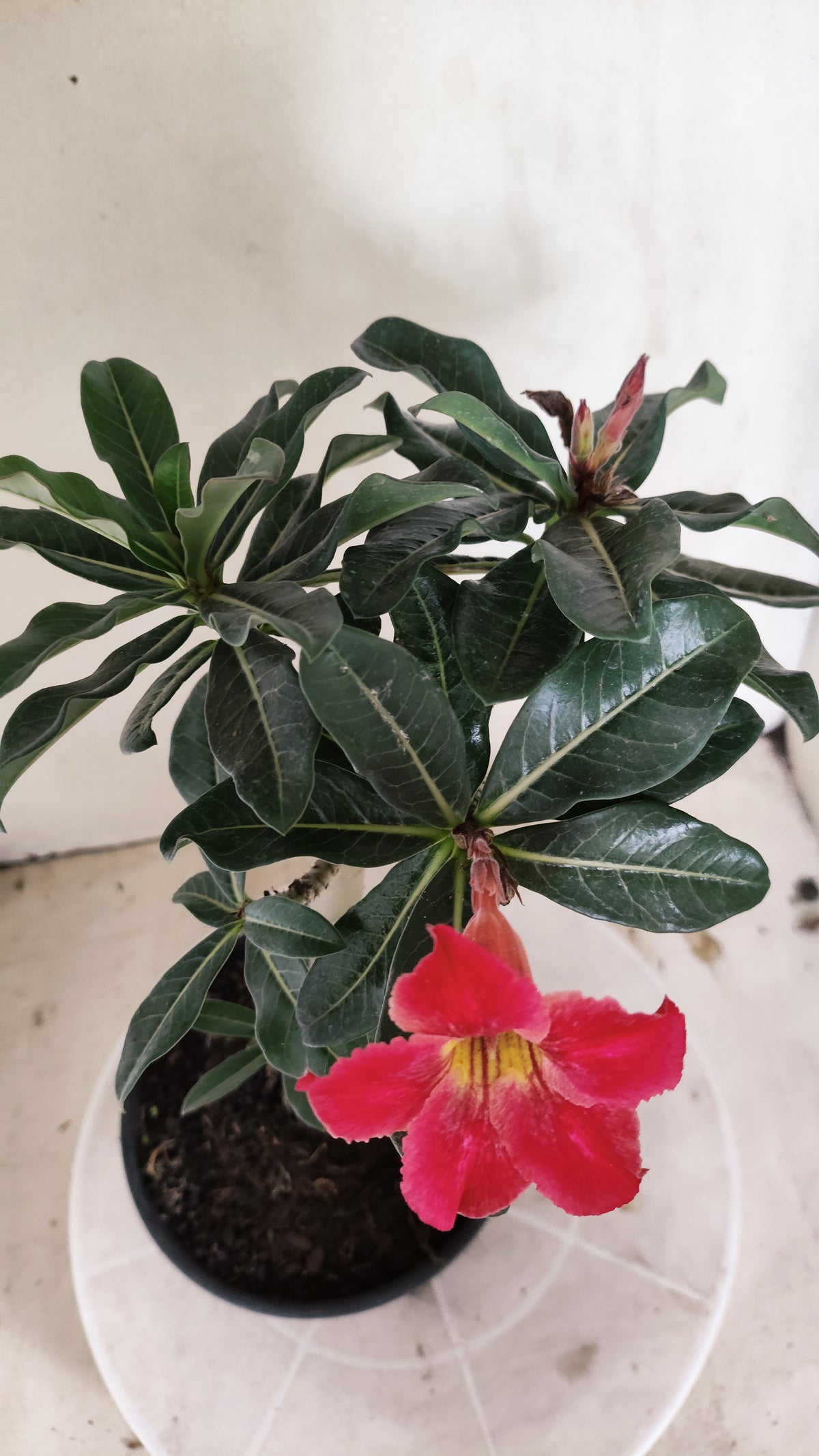 Planta Simples 3682 – 30cm – 01 ano - vaso 15