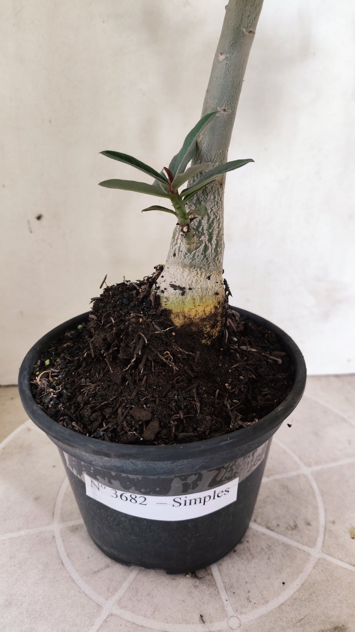 Planta Simples 3682 – 30cm – 01 ano - vaso 15