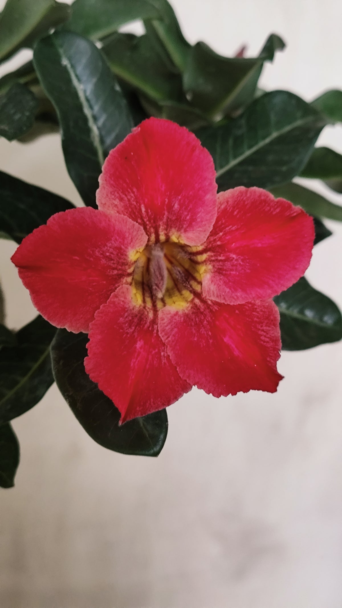Planta Simples 3682 – 30cm – 01 ano - vaso 15