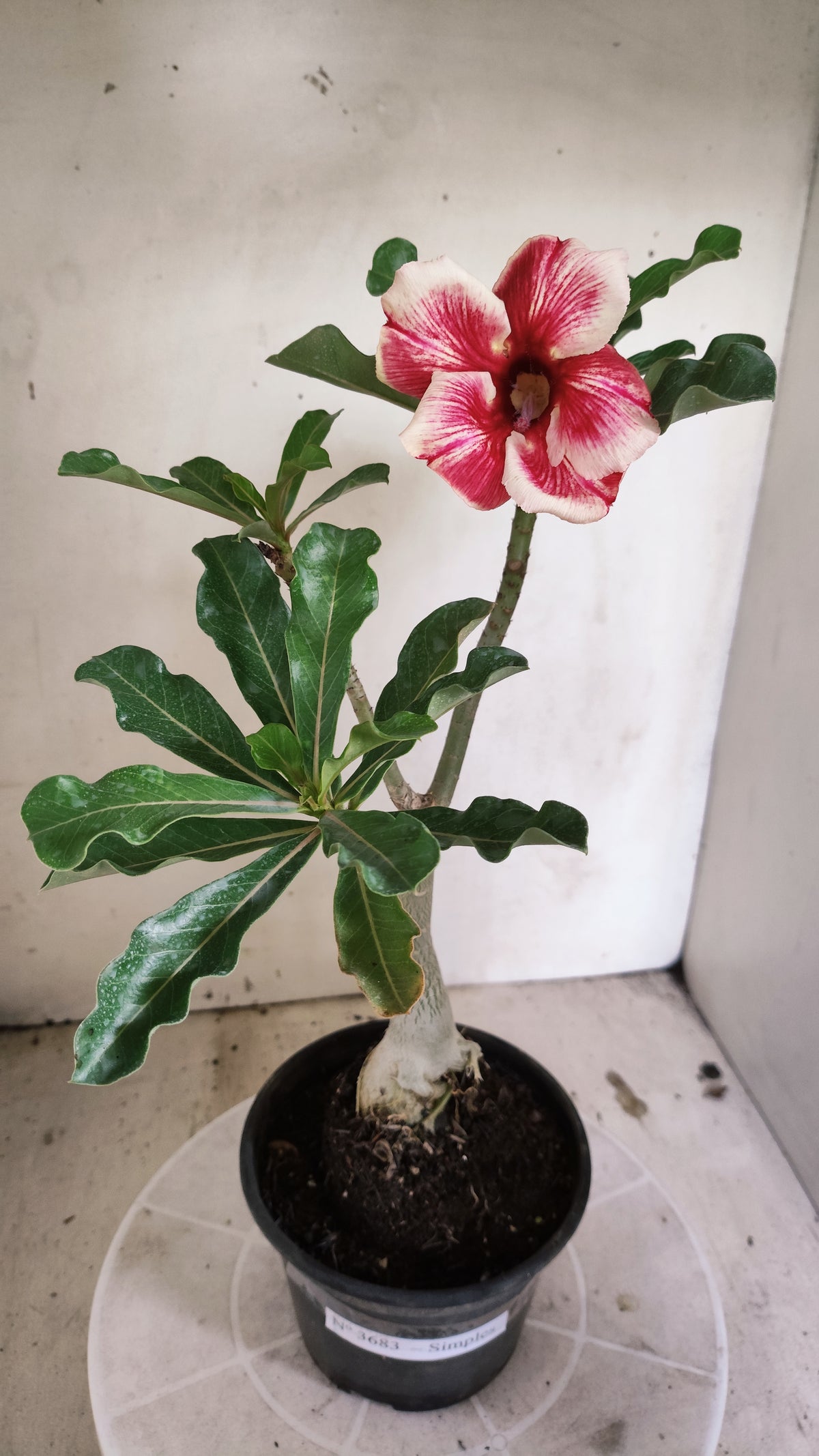Planta Simples 3683 – 30cm – 02 anos - vaso 15