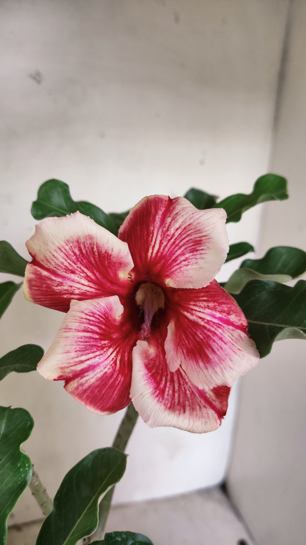Planta Simples 3683 – 30cm – 02 anos - vaso 15