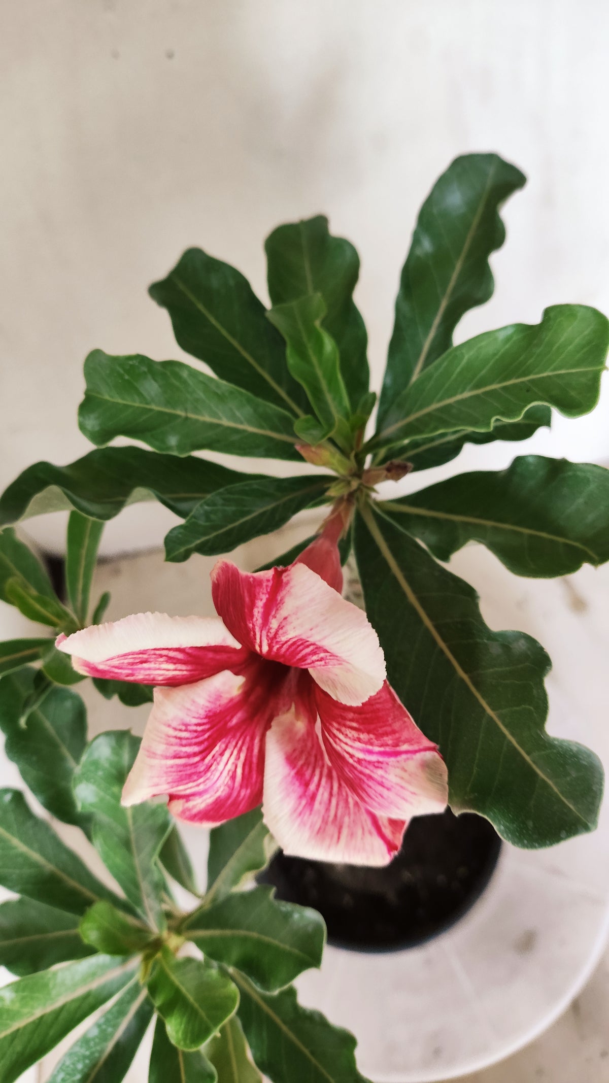 Planta Simples 3683 – 30cm – 02 anos - vaso 15