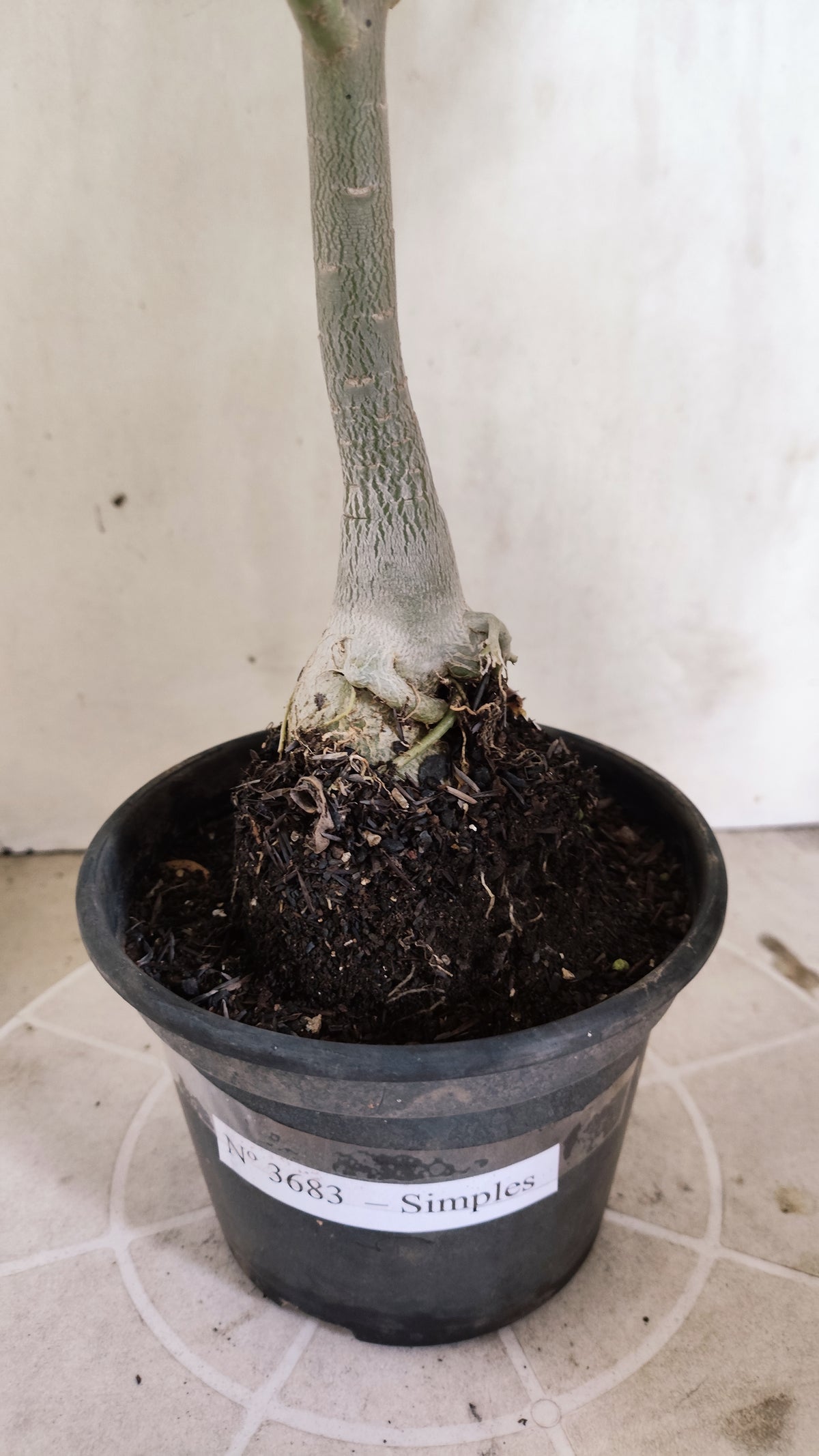 Planta Simples 3683 – 30cm – 02 anos - vaso 15