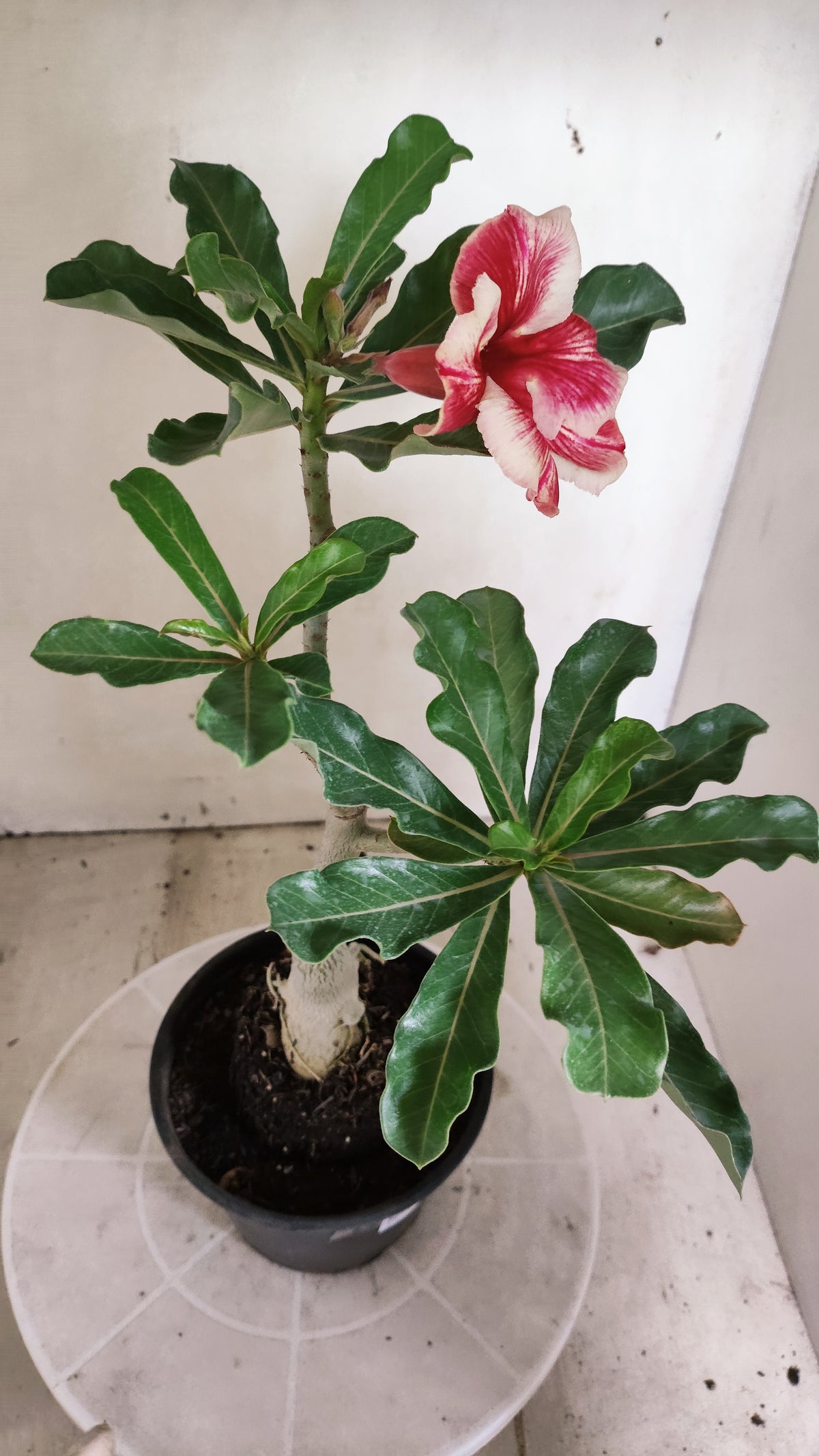 Planta Simples 3683 – 30cm – 02 anos - vaso 15