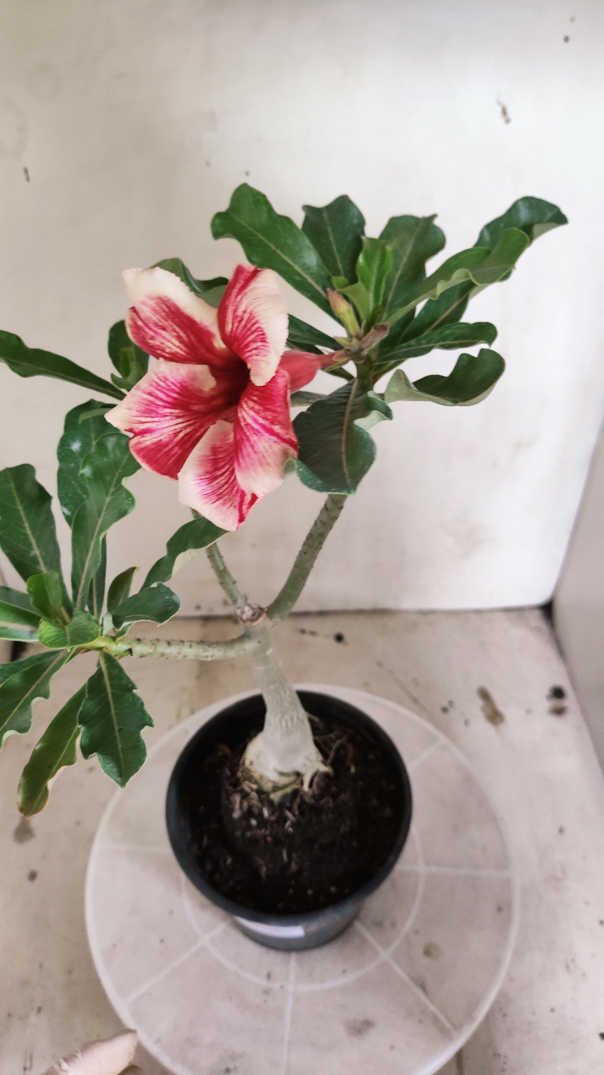 Planta Simples 3683 – 30cm – 02 anos - vaso 15