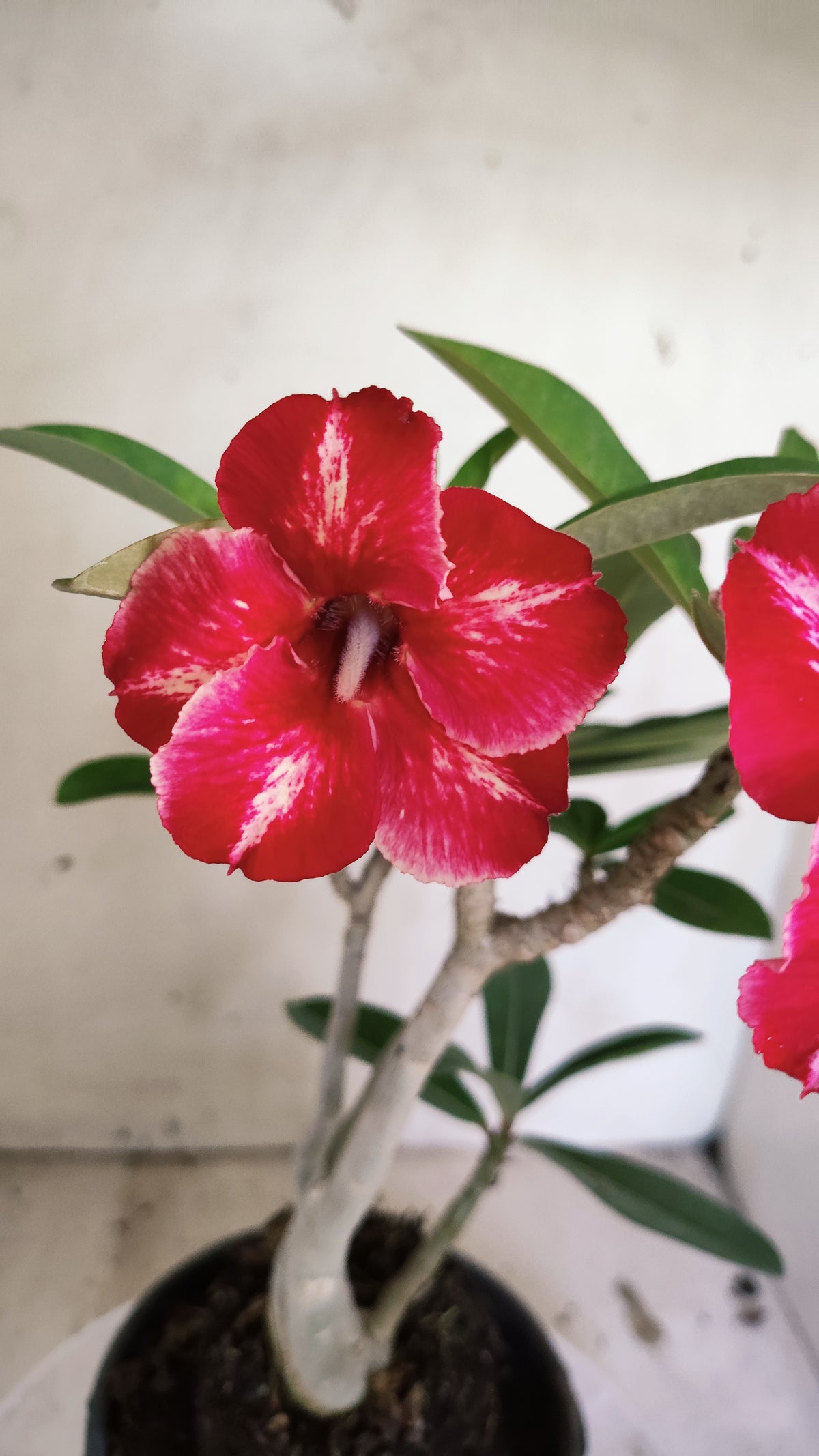Planta Simples 3684 – 30cm – 02 anos - vaso 15