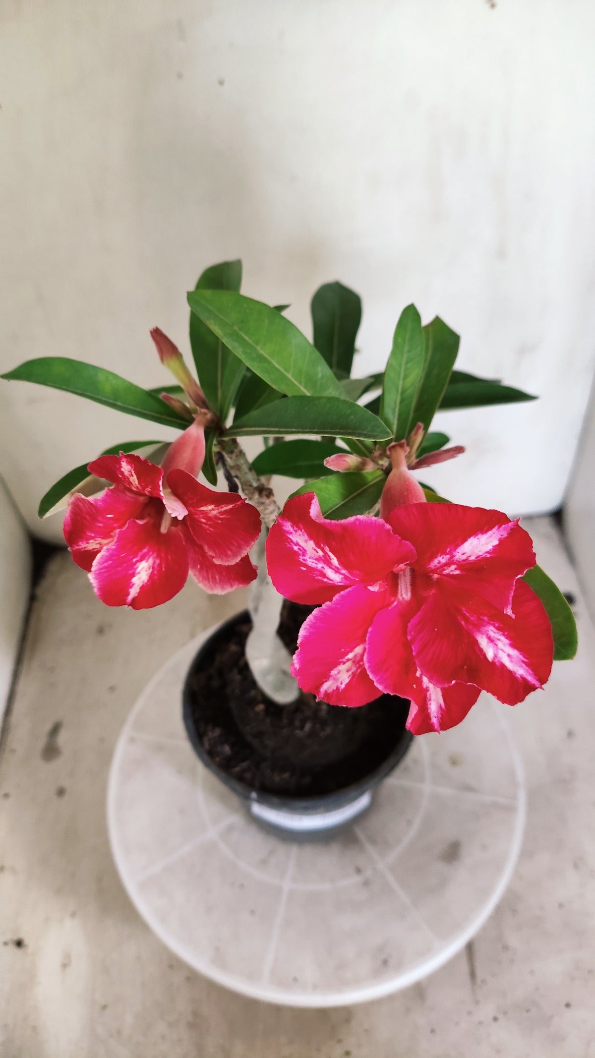 Planta Simples 3684 – 30cm – 02 anos - vaso 15