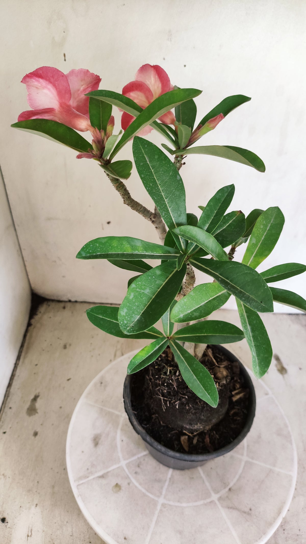 Planta Simples 3684 – 30cm – 02 anos - vaso 15
