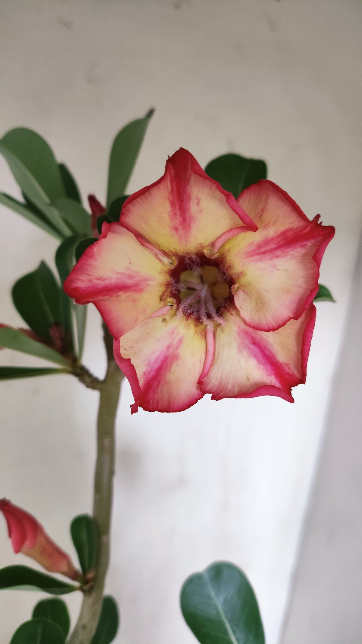 Planta Simples 3685 – 35cm – 02 anos - vaso 15