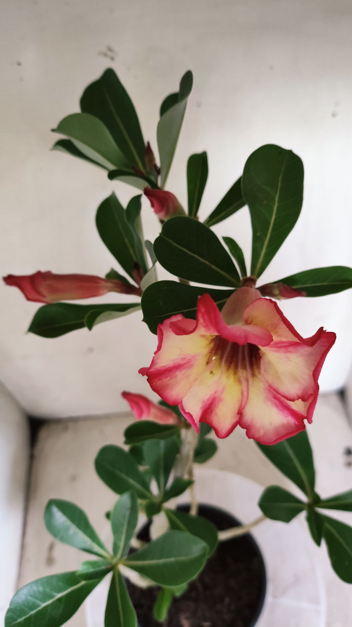 Planta Simples 3685 – 35cm – 02 anos - vaso 15