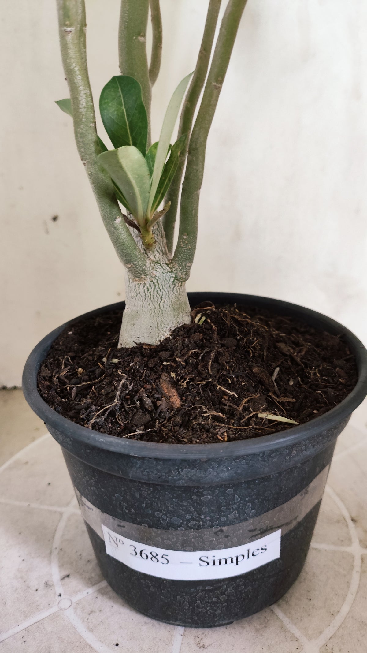 Planta Simples 3685 – 35cm – 02 anos - vaso 15