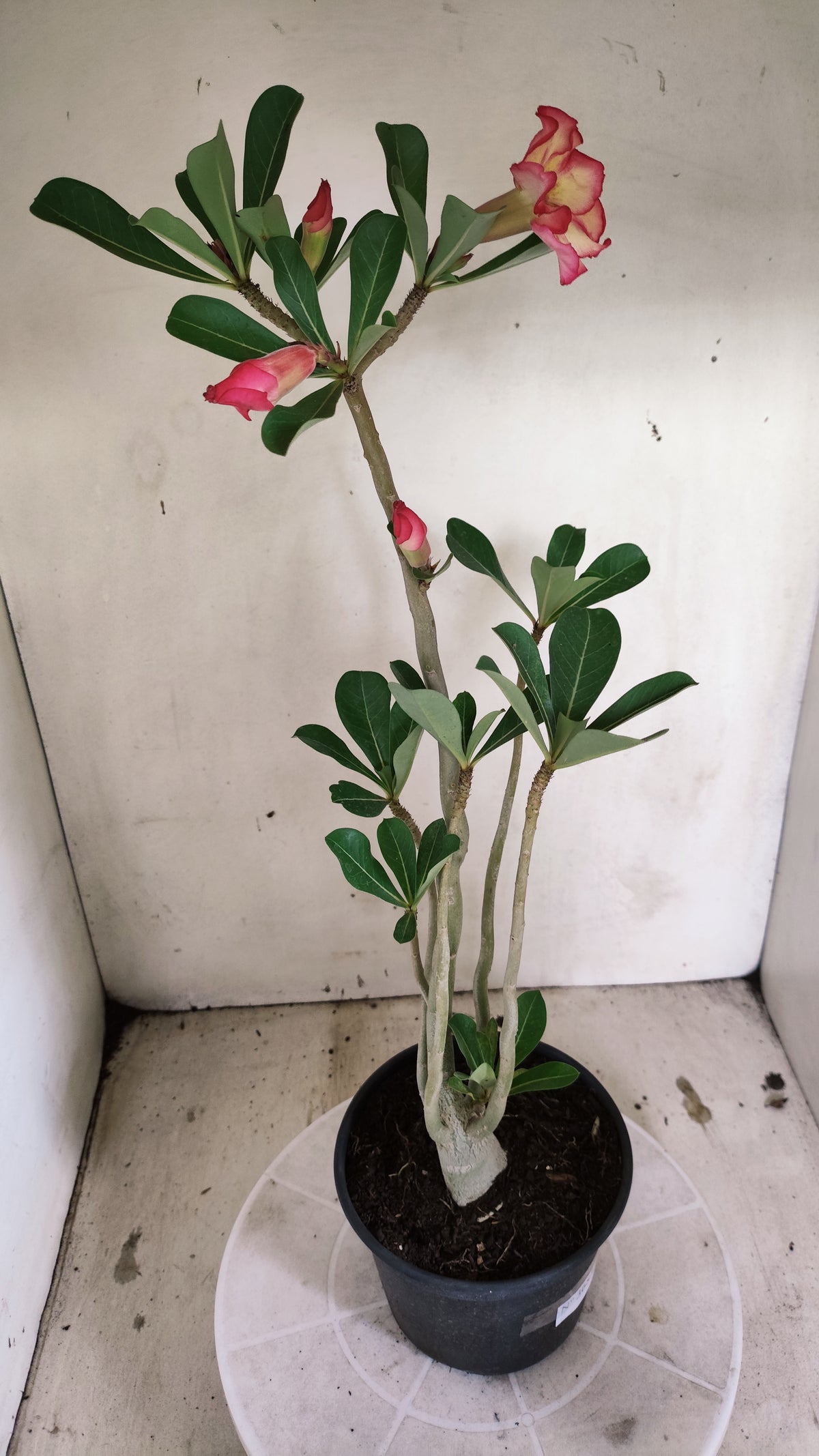 Planta Simples 3685 – 35cm – 02 anos - vaso 15