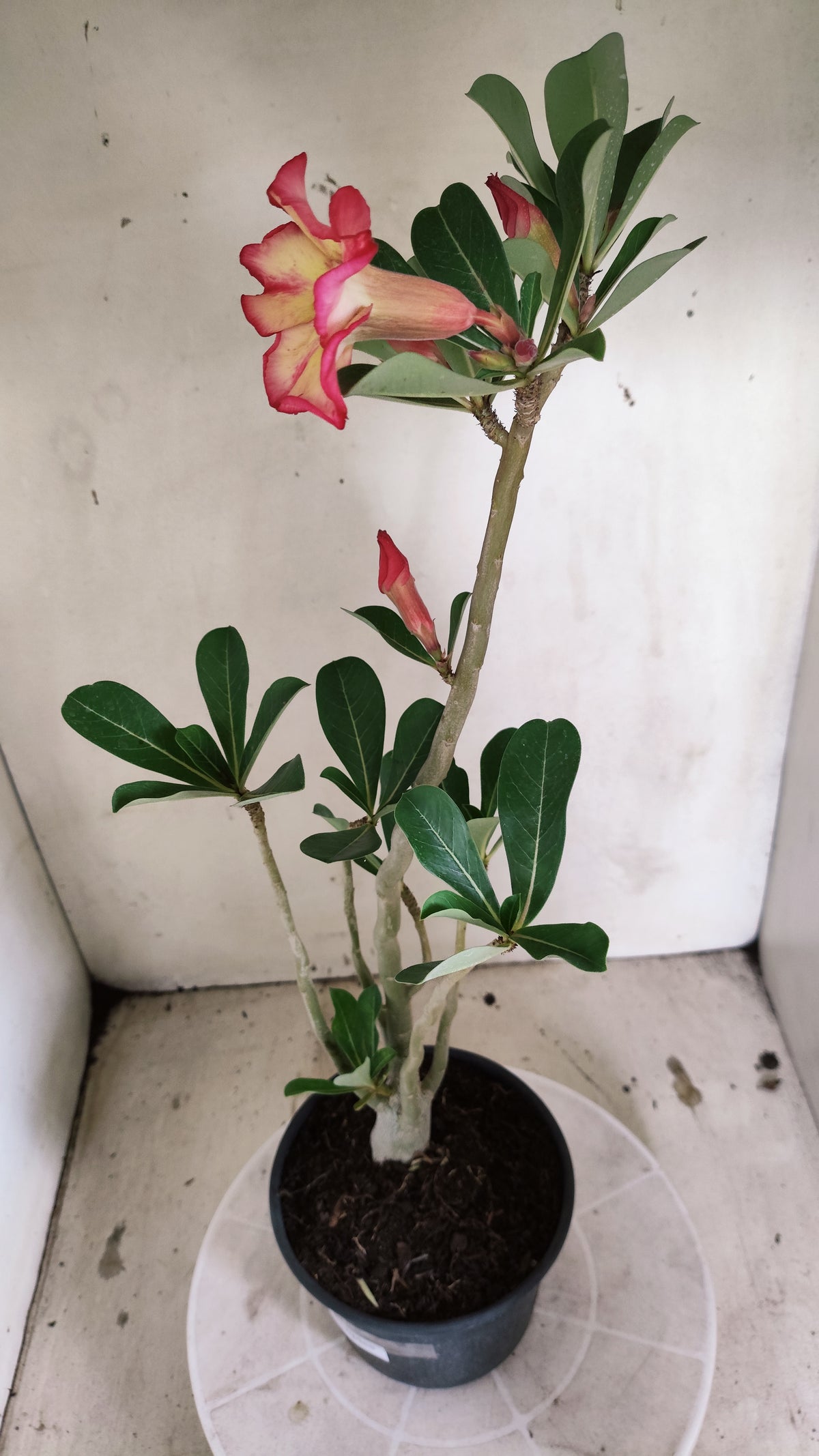 Planta Simples 3685 – 35cm – 02 anos - vaso 15