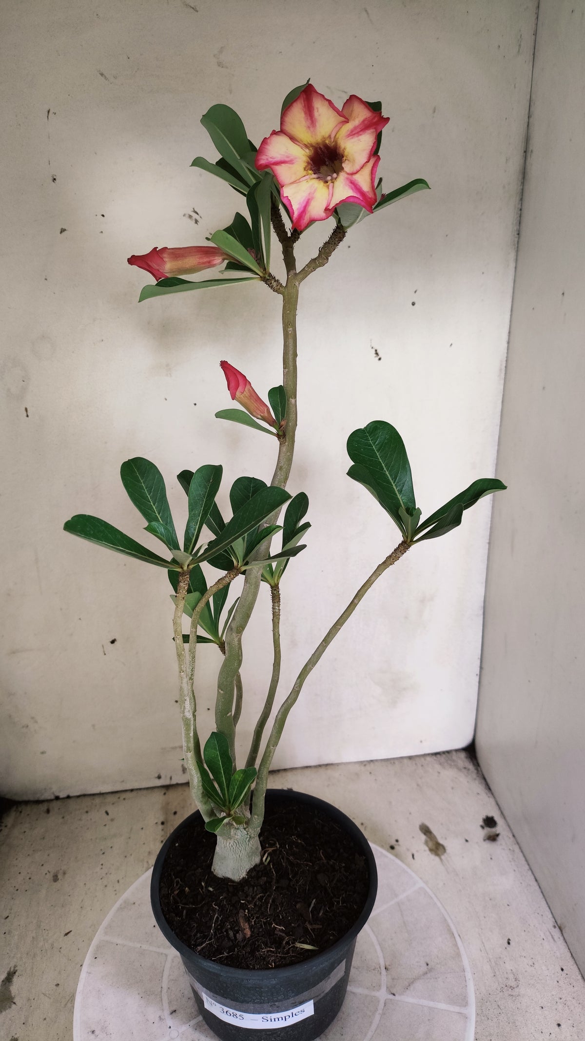 Planta Simples 3685 – 35cm – 02 anos - vaso 15