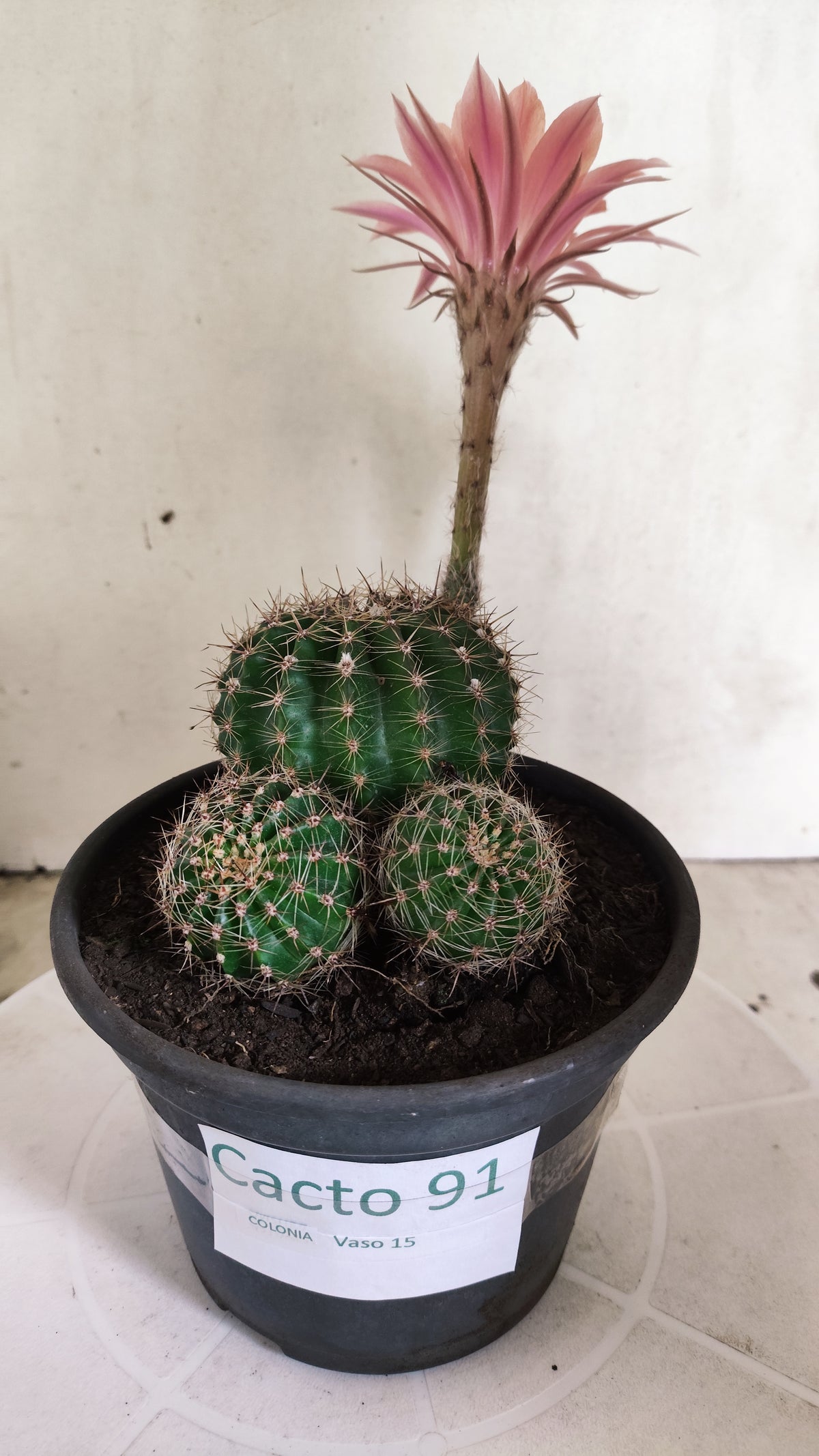 Cactos ECHINOPSIS  "Colônia"  Nº 91 – vaso 15