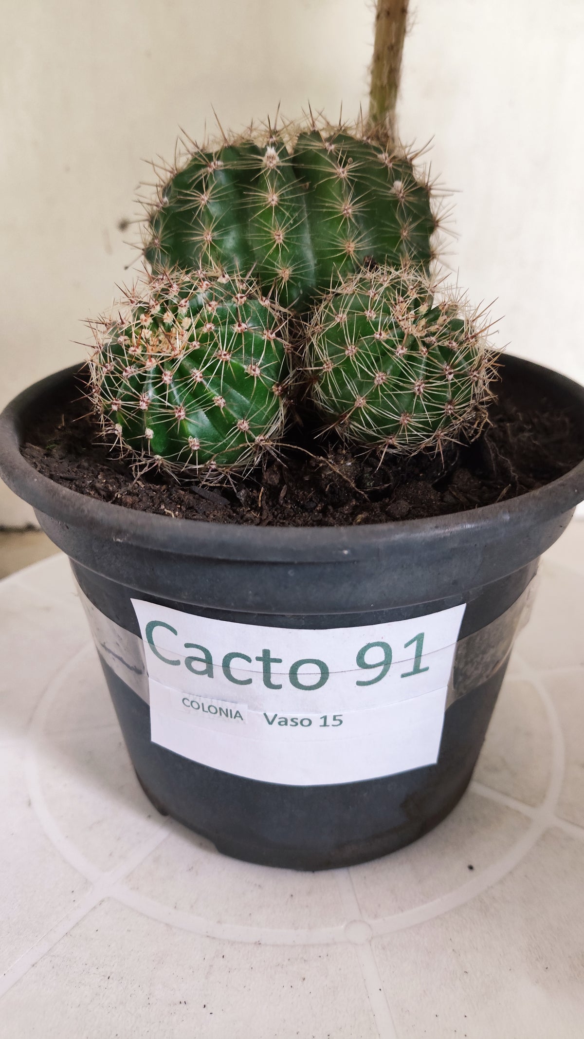Cactos ECHINOPSIS  "Colônia"  Nº 91 – vaso 15